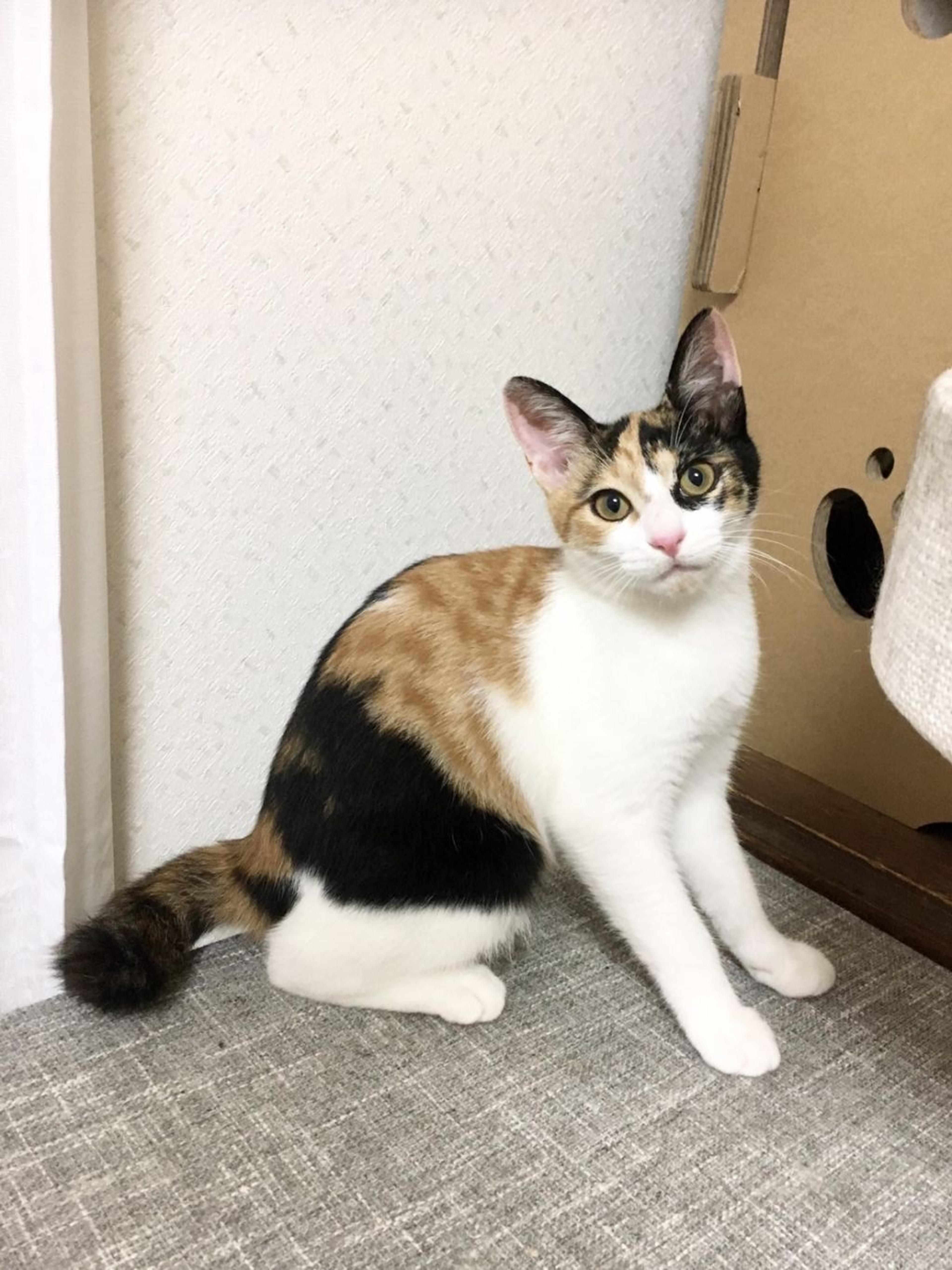 pet-image-6