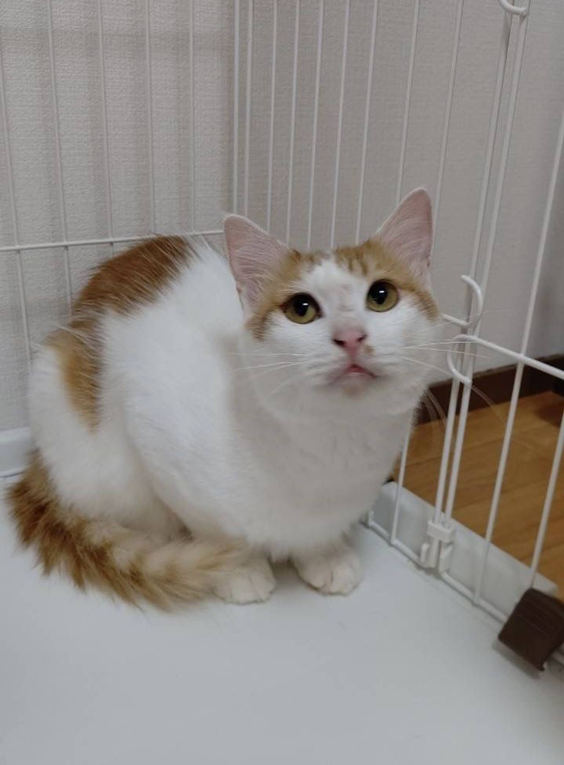 雑種（ミックス猫）・オスの里親募集の写真