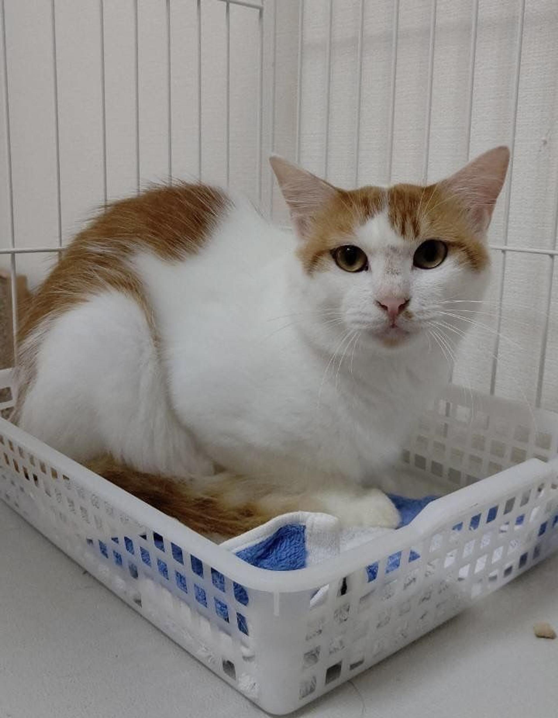 pet-image-2