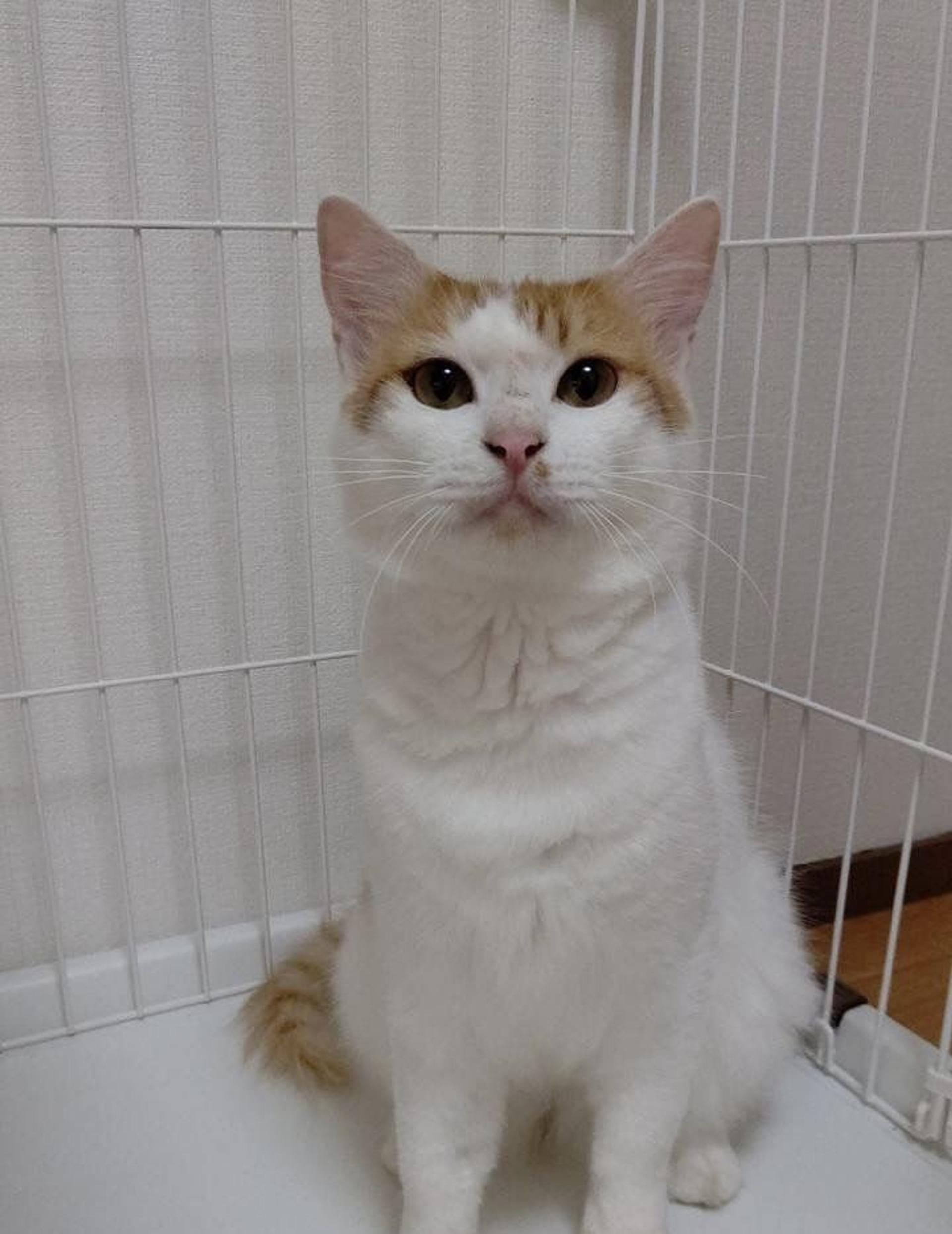pet-image-4