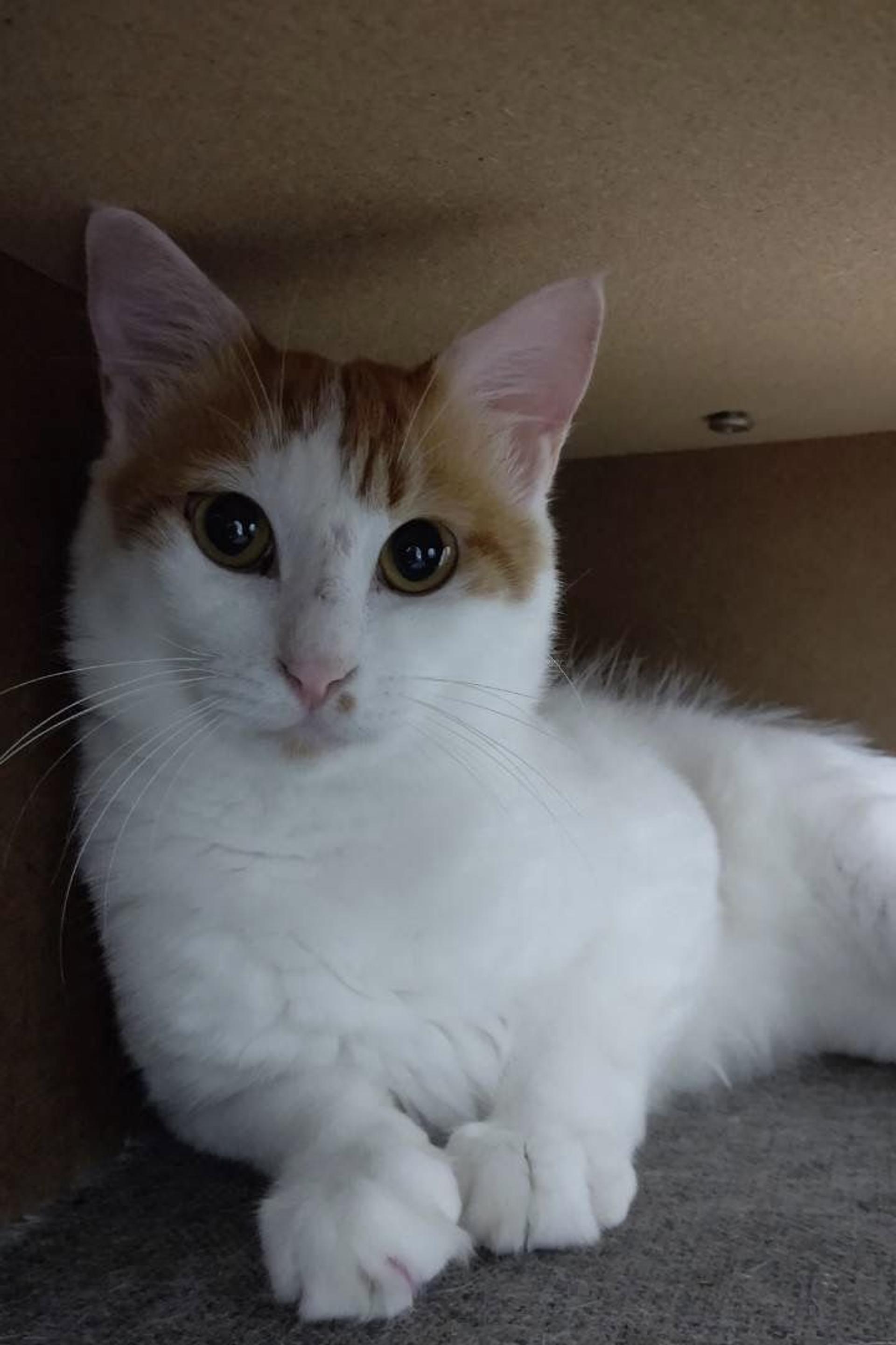 pet-image-5