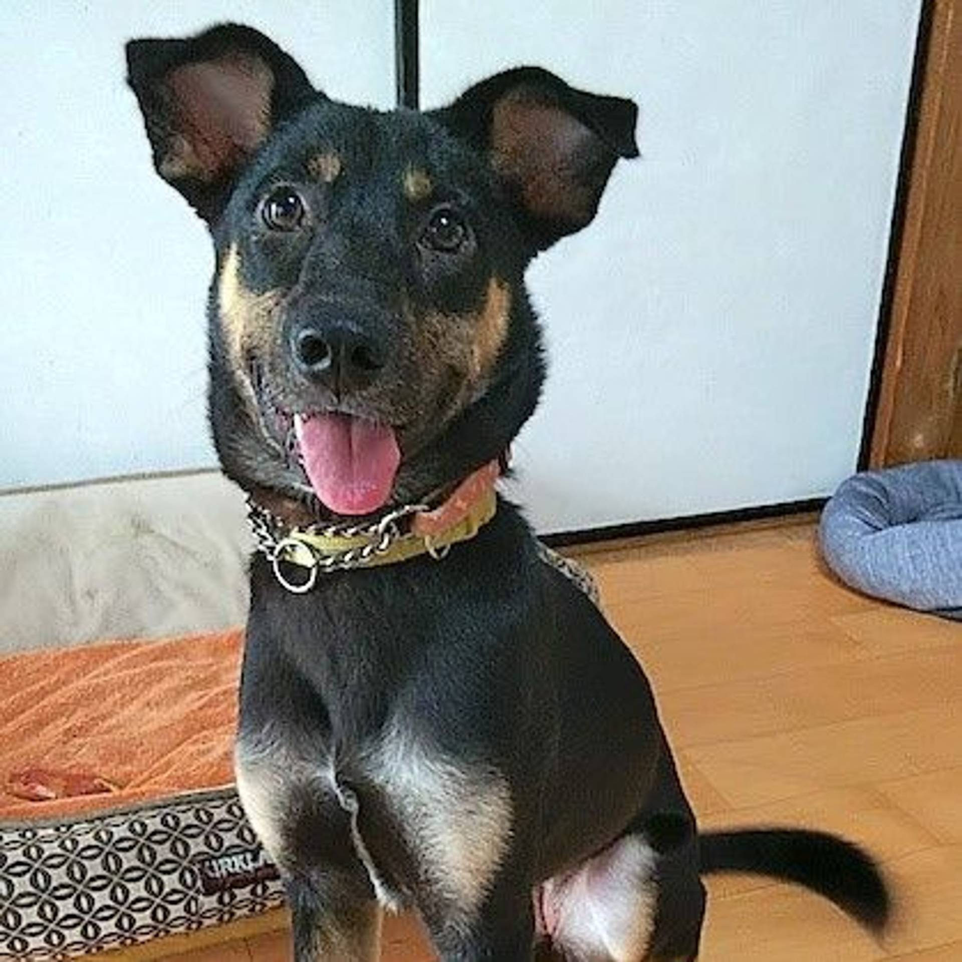 雑種（ミックス犬）・メスの里親募集の写真