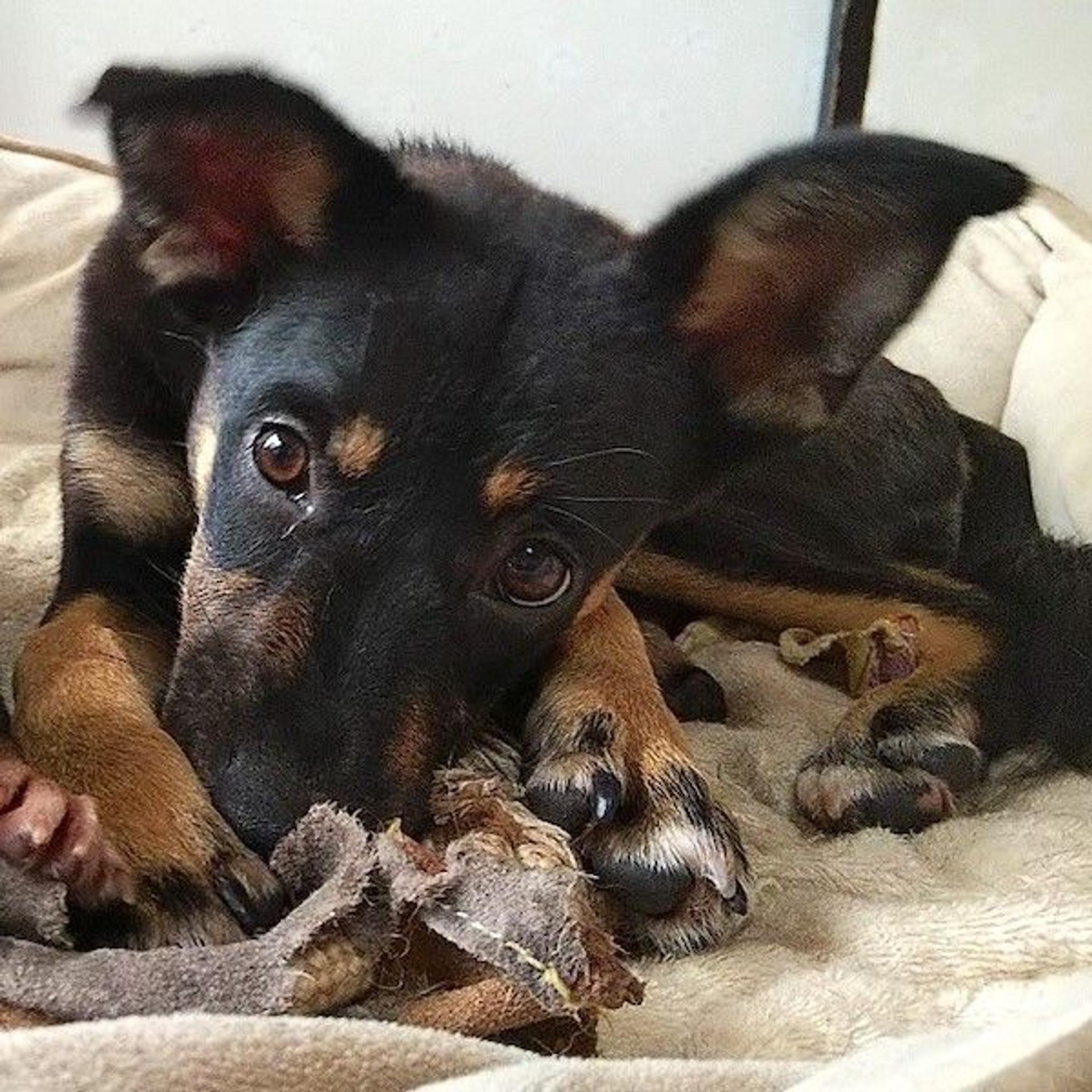 pet-image-2