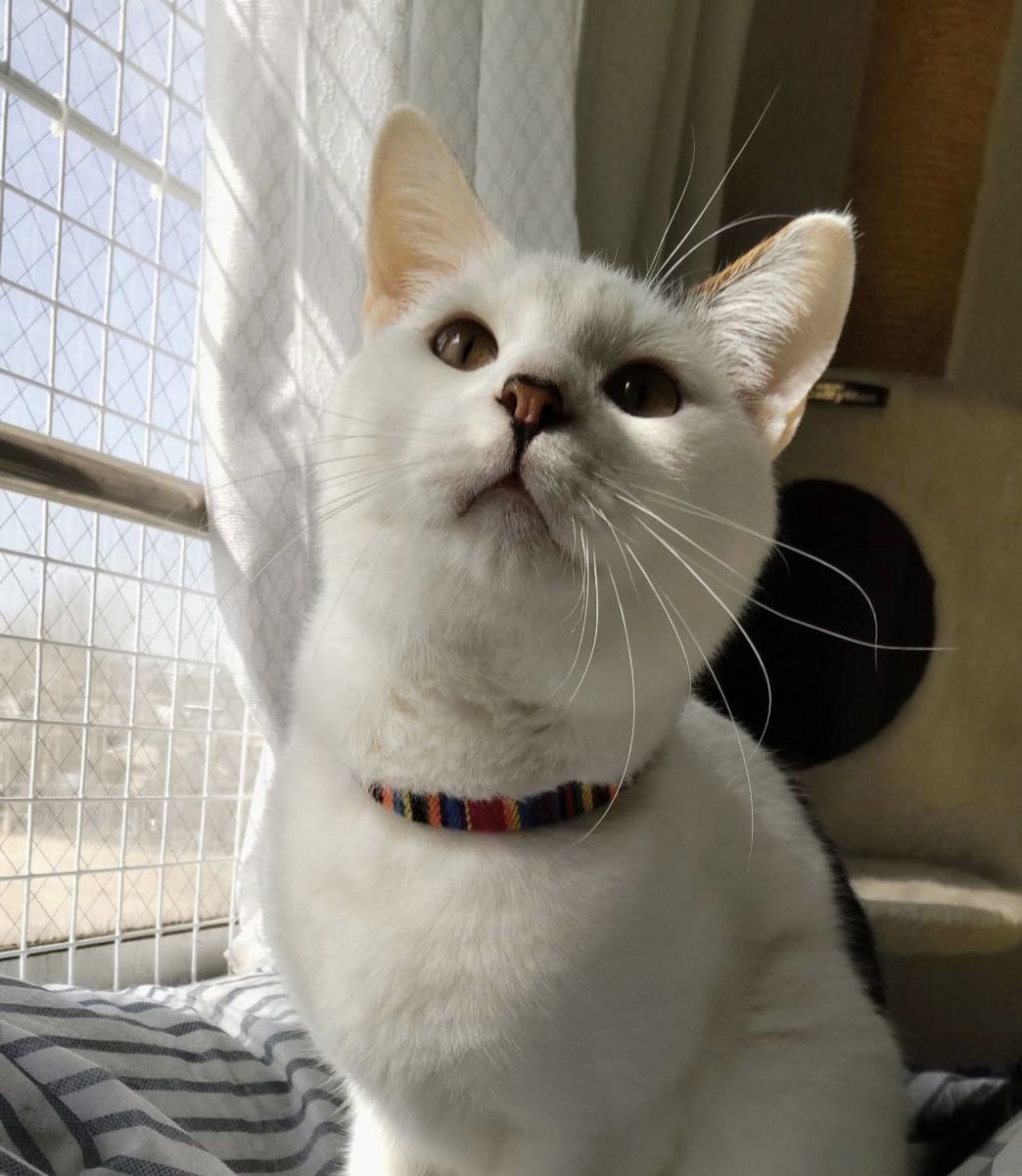 雑種（ミックス猫）・オスの里親募集の写真