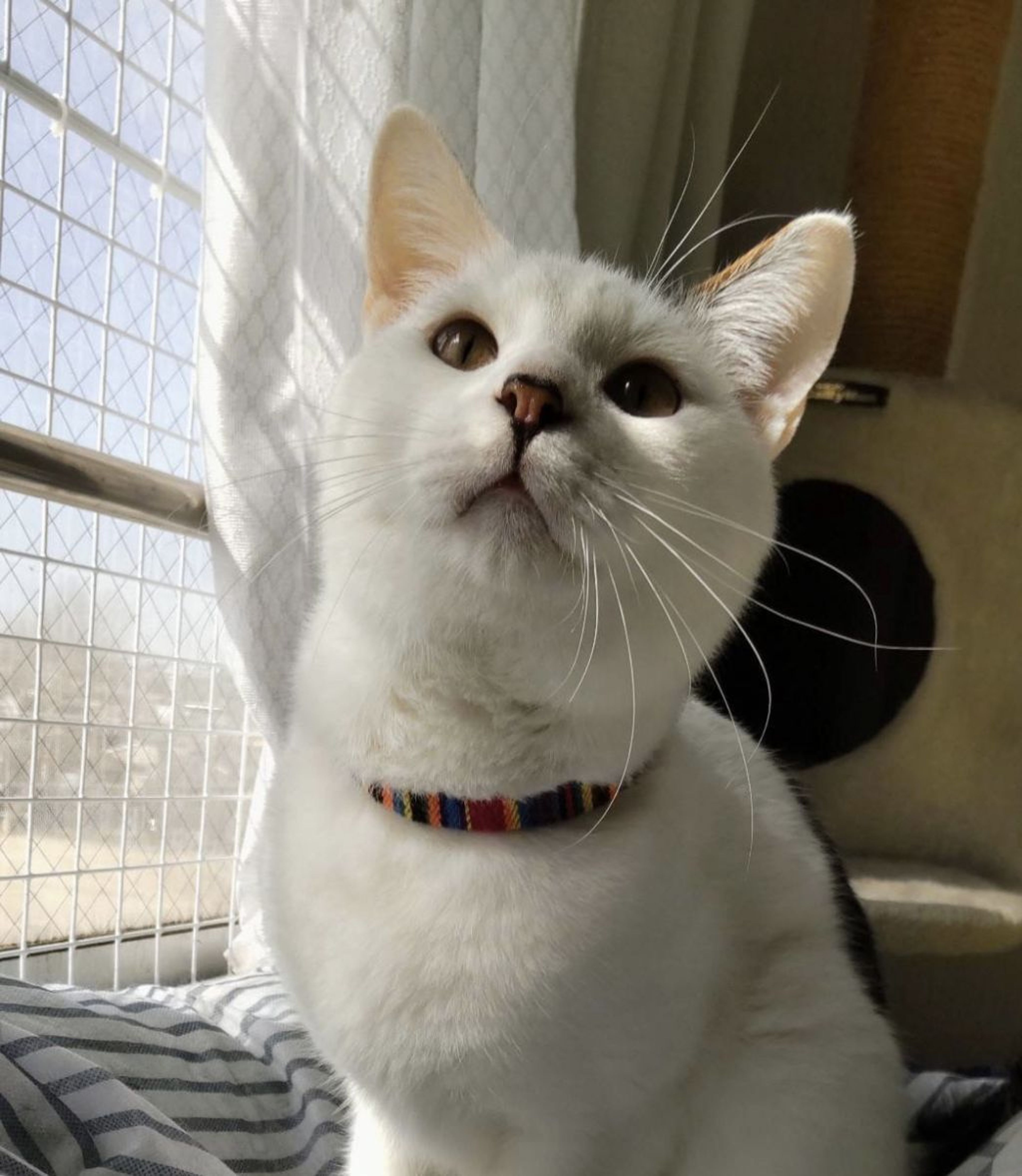 雑種（ミックス猫）・オスの里親募集の写真
