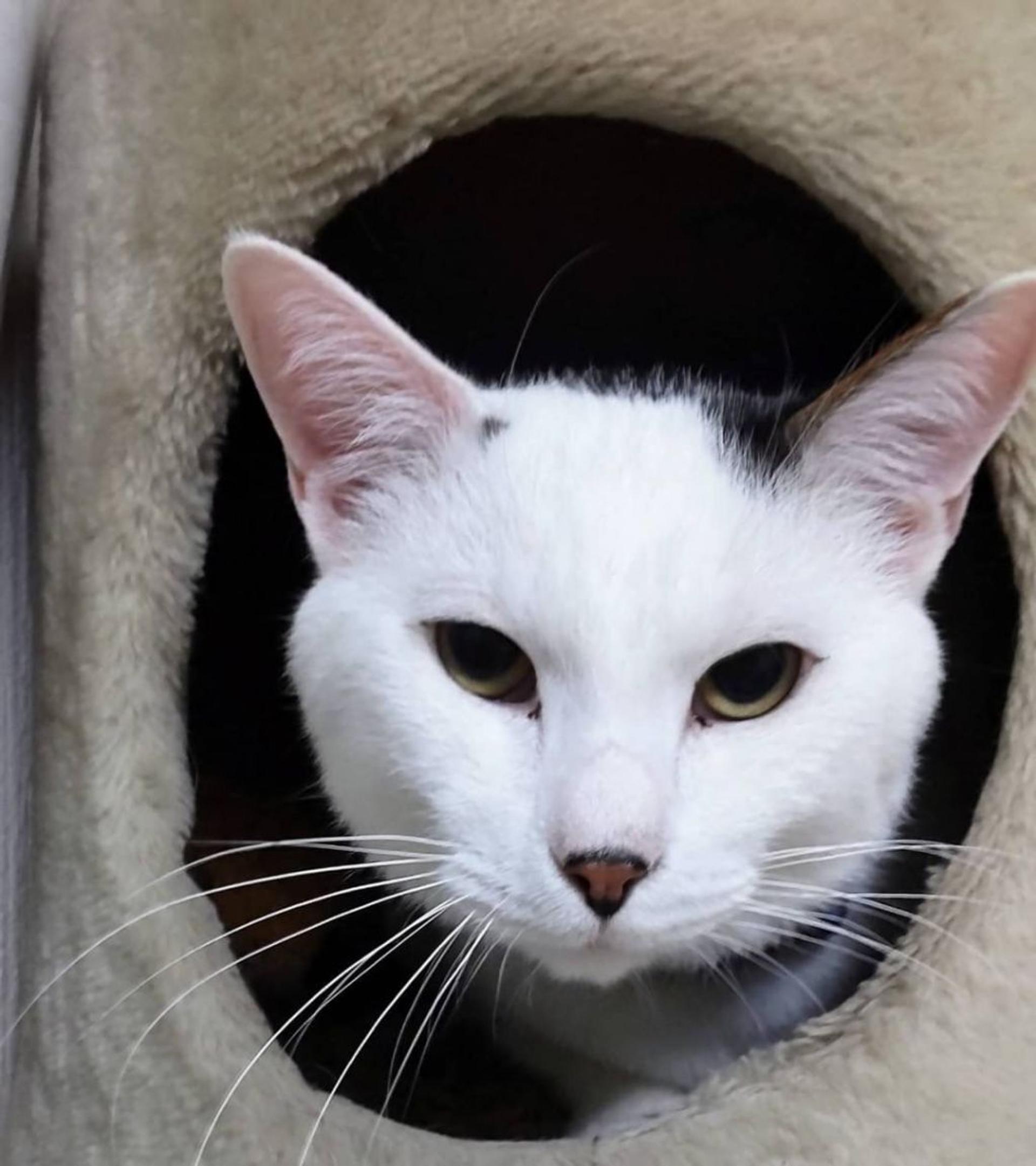 pet-image-3