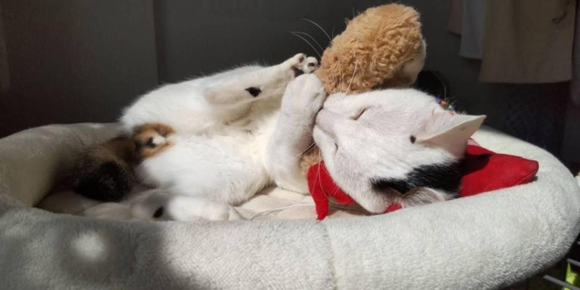 pet-image-6