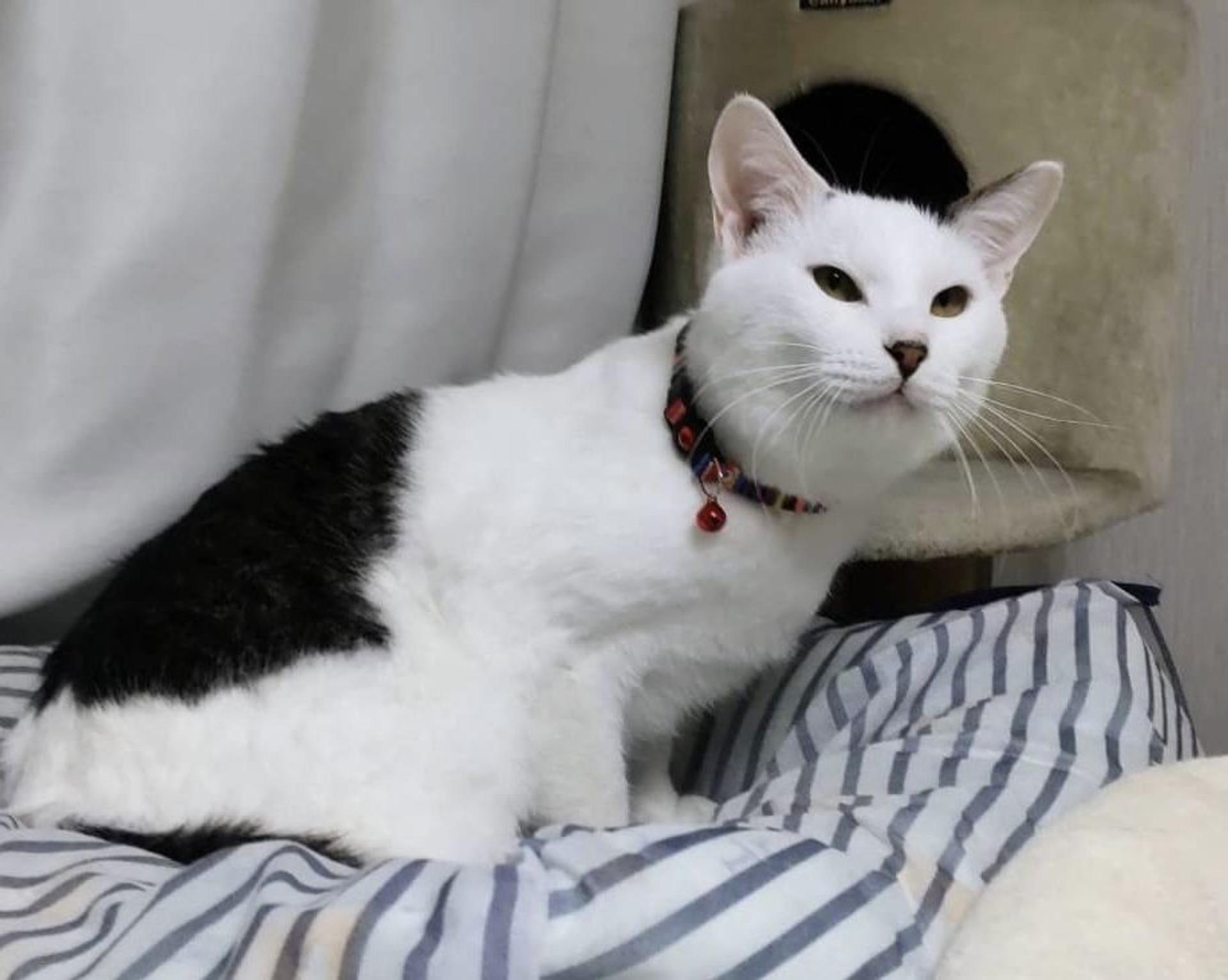 pet-image-7