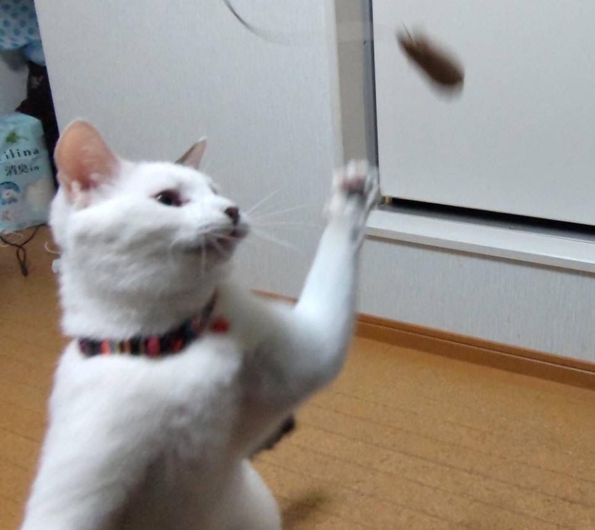 pet-image-9