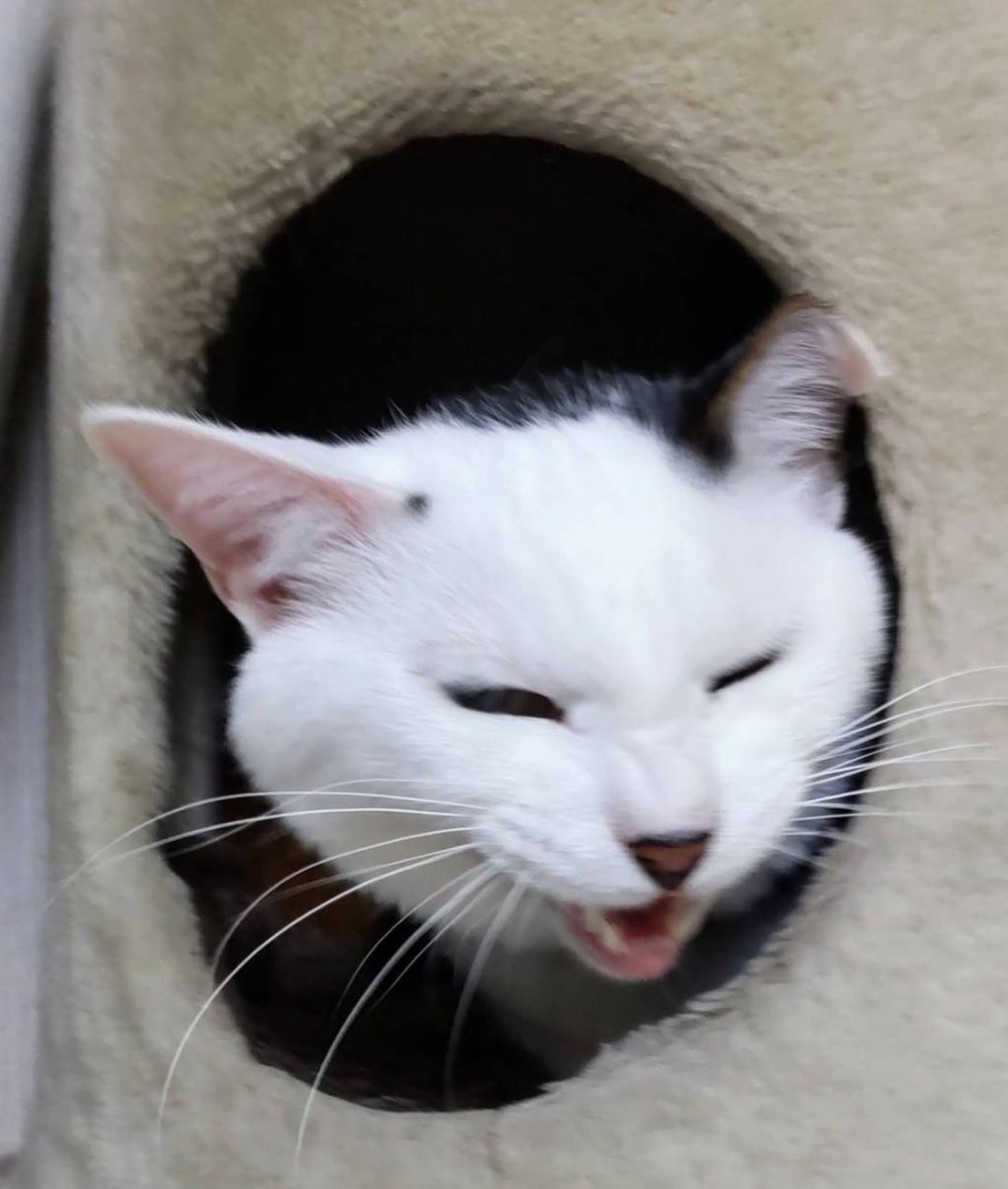 pet-image-10