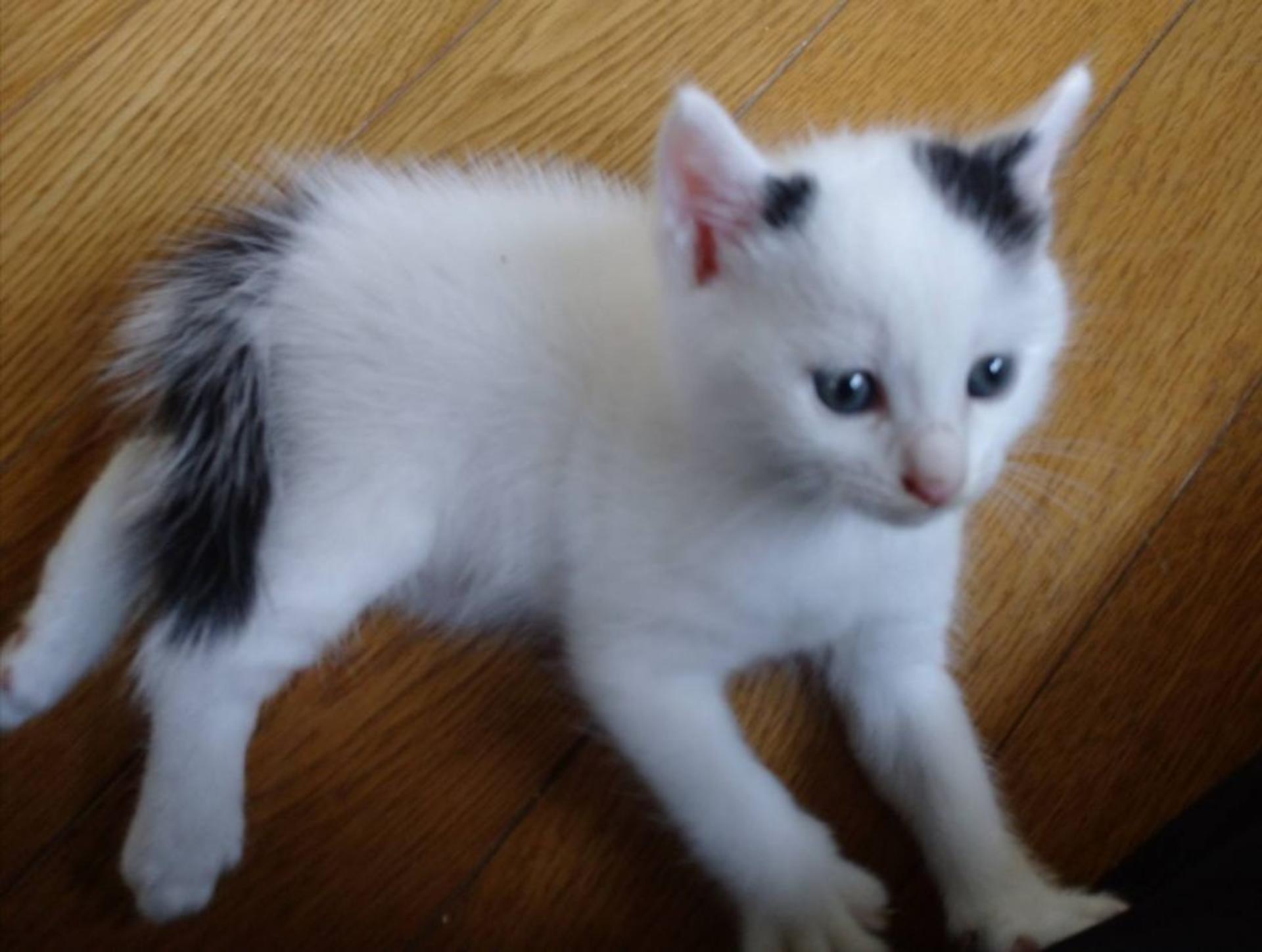 pet-image-2