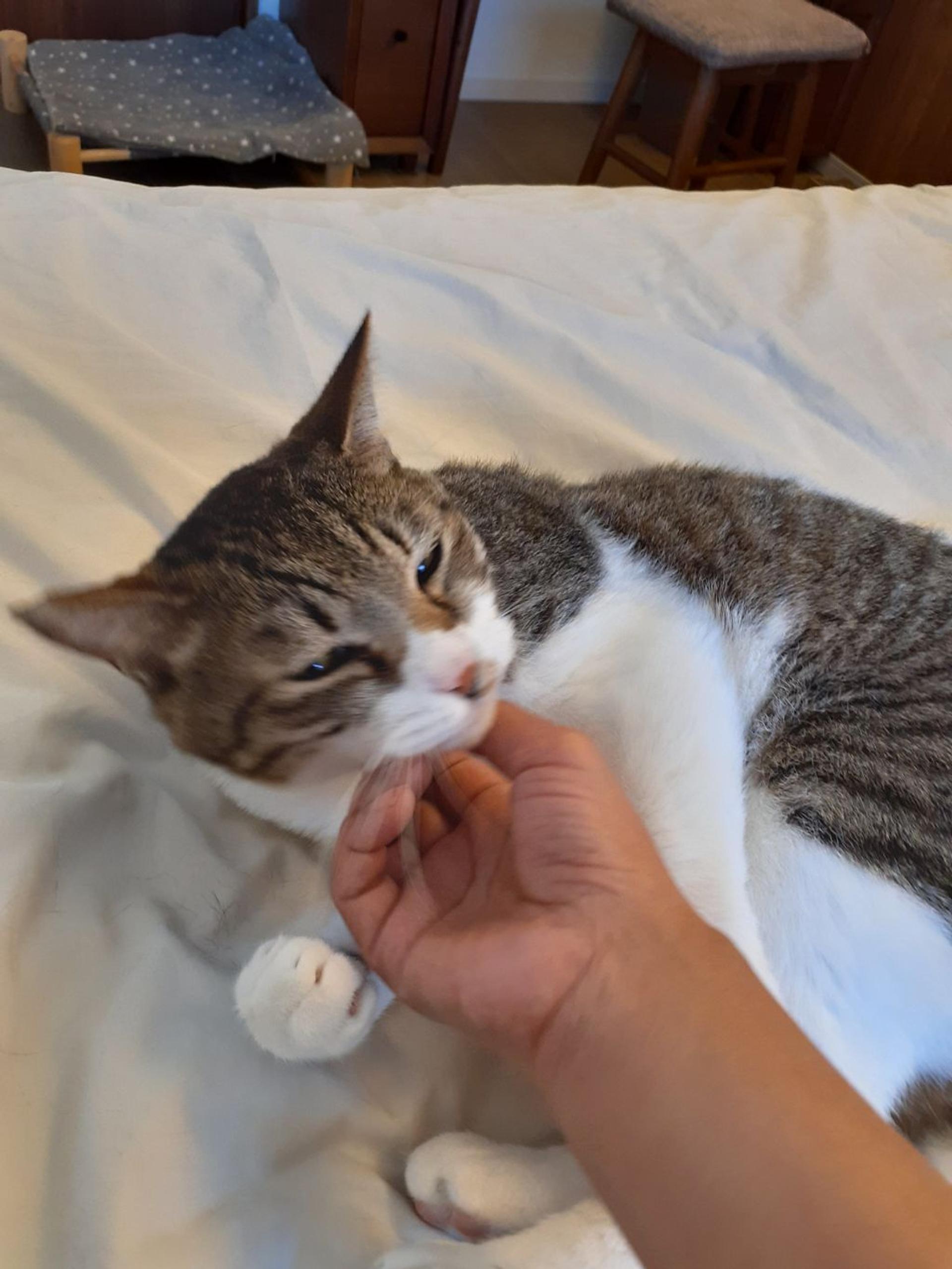 pet-image-4