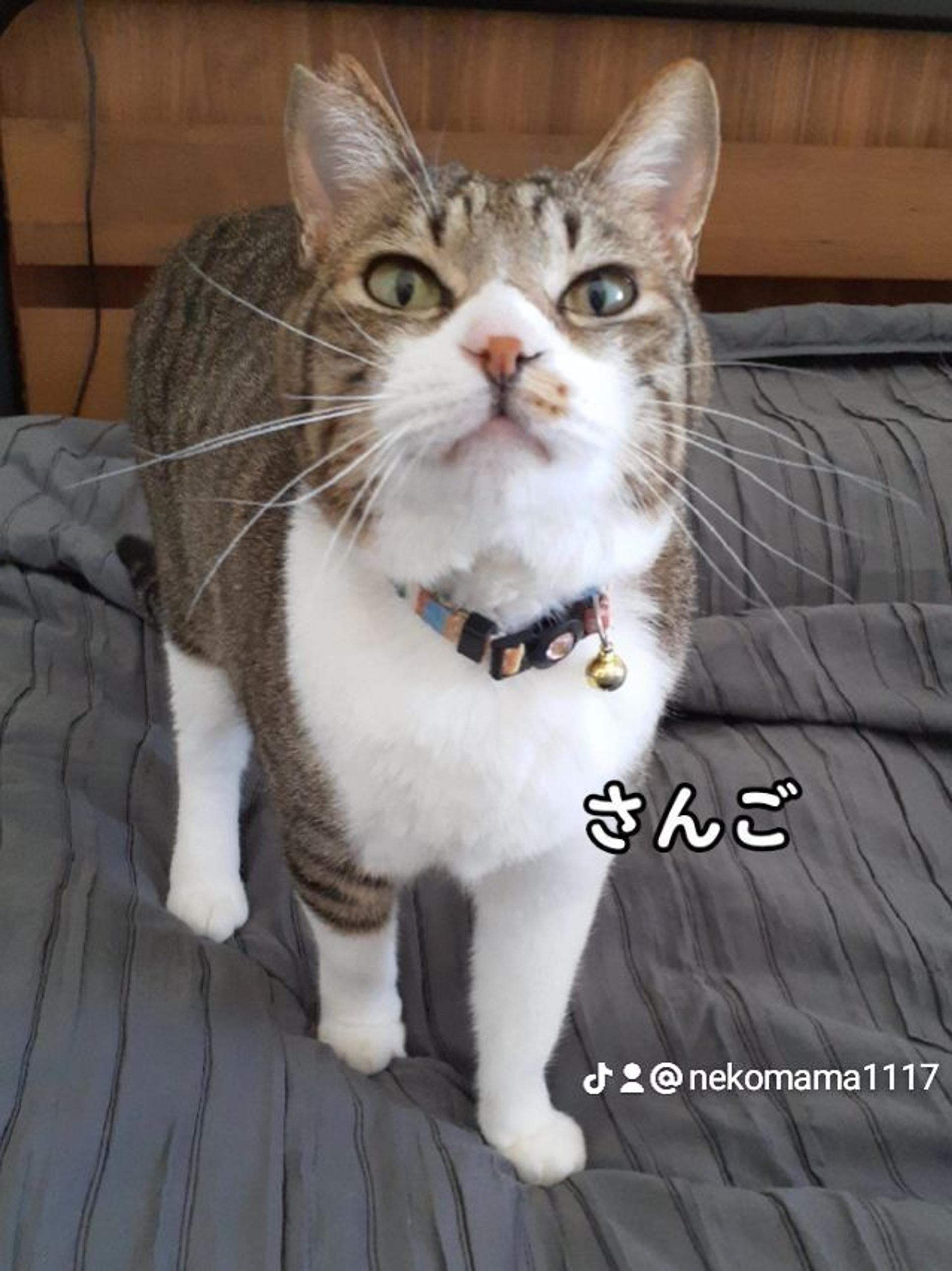 pet-image-7