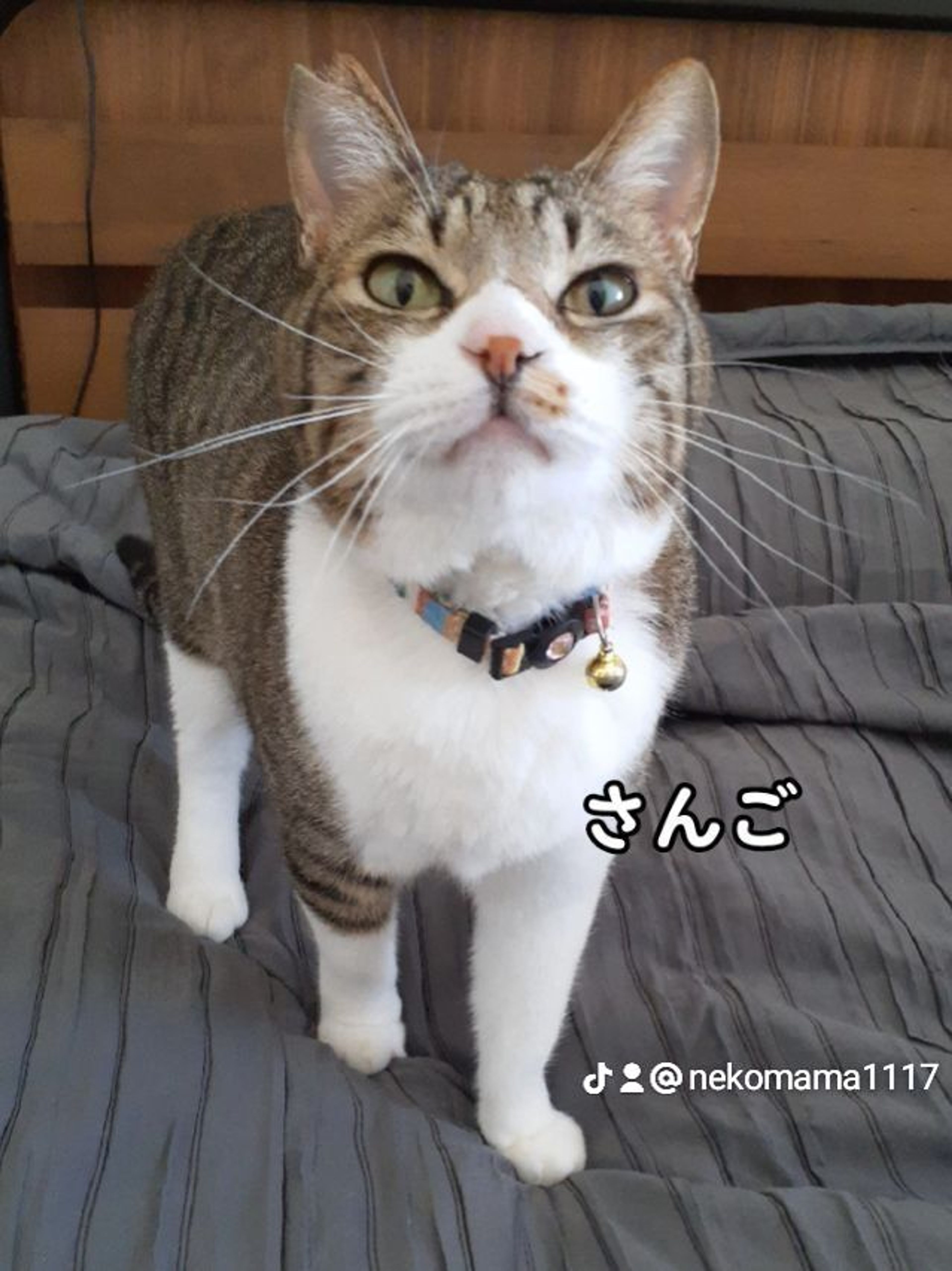 pet-image-7