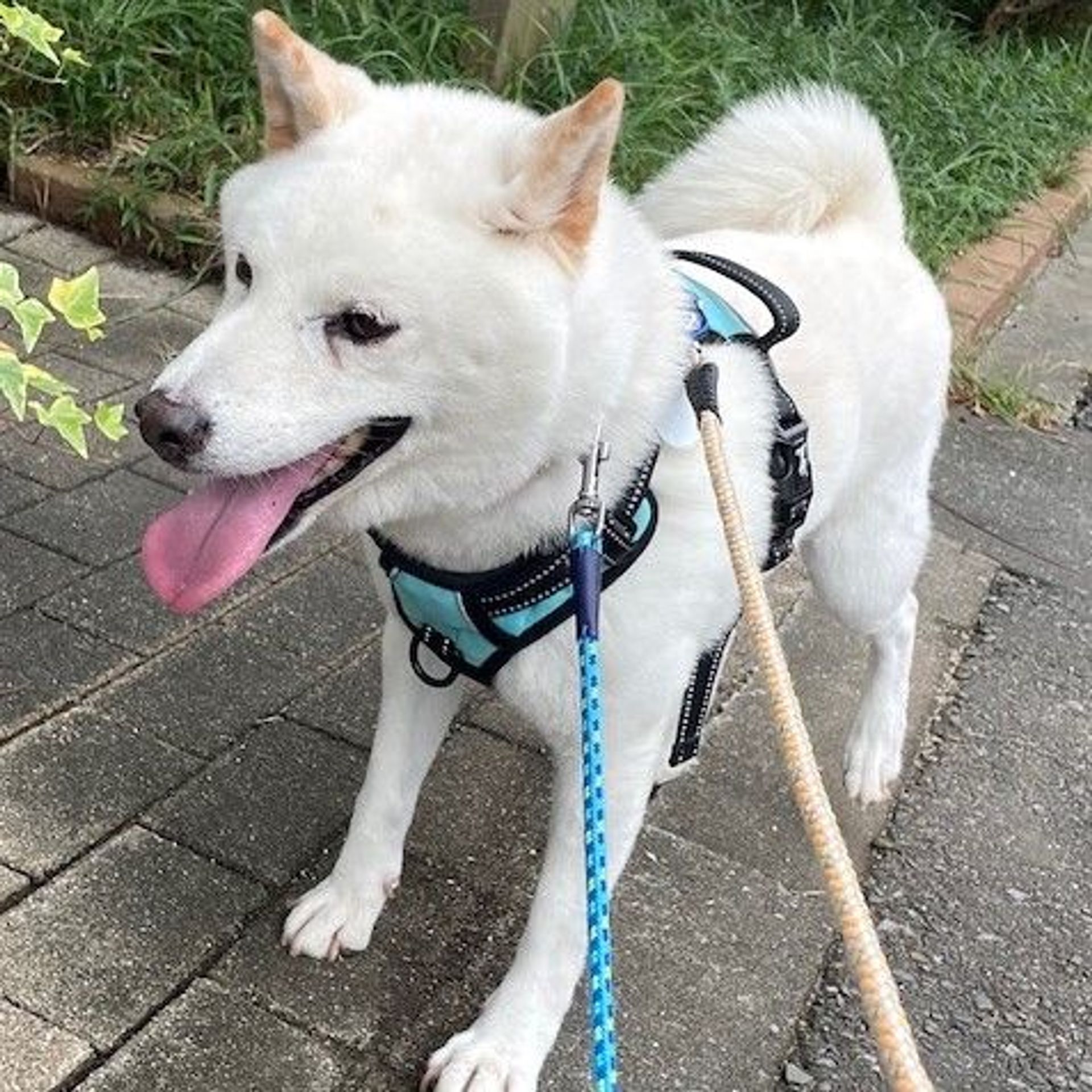 柴犬・オスの里親募集の写真