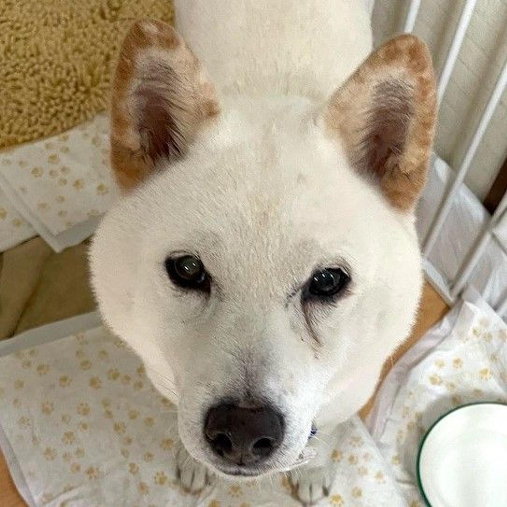 pet-image-2