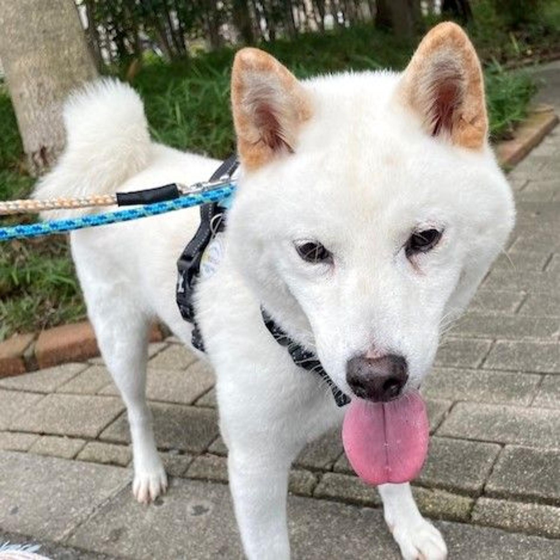 pet-image-3