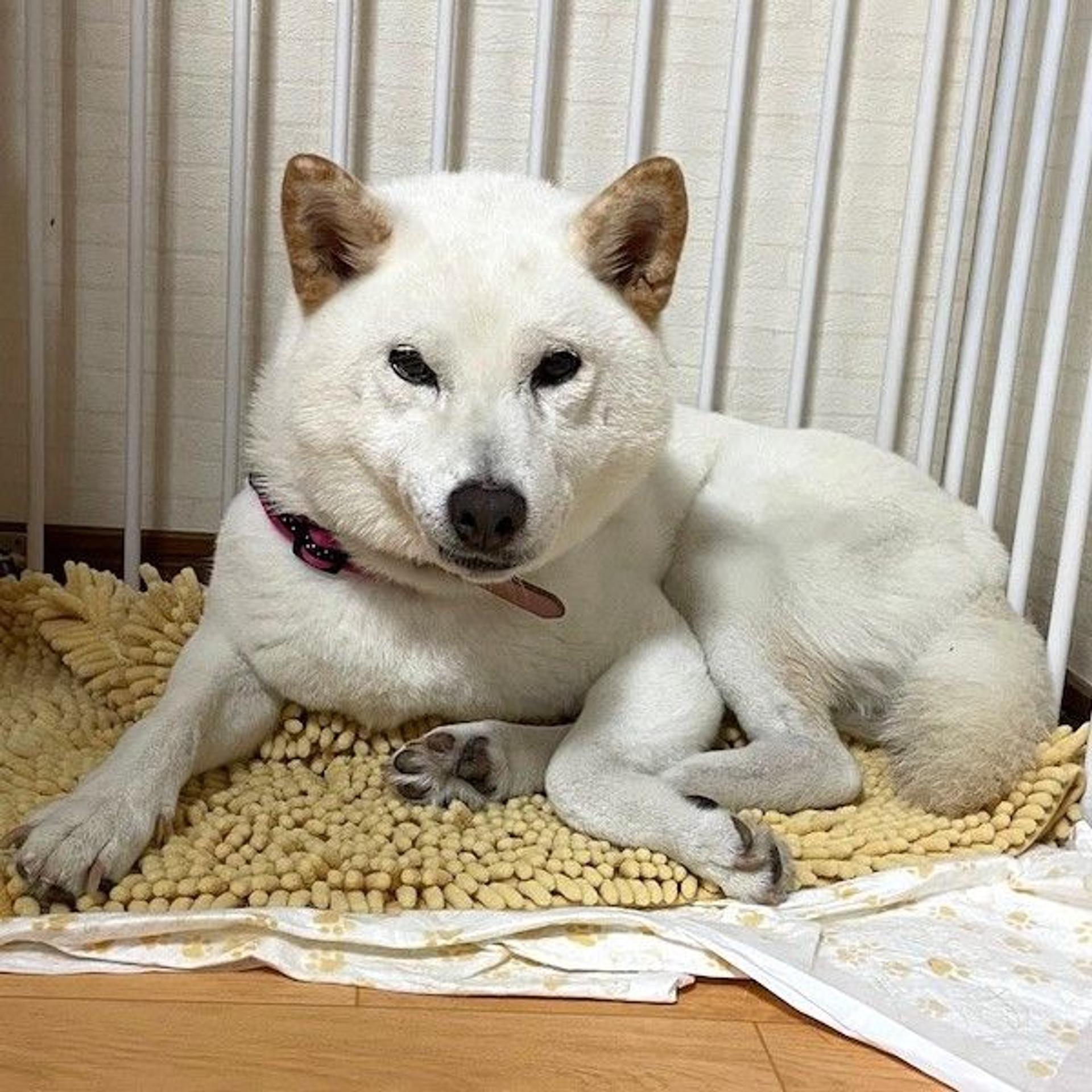 pet-image-4