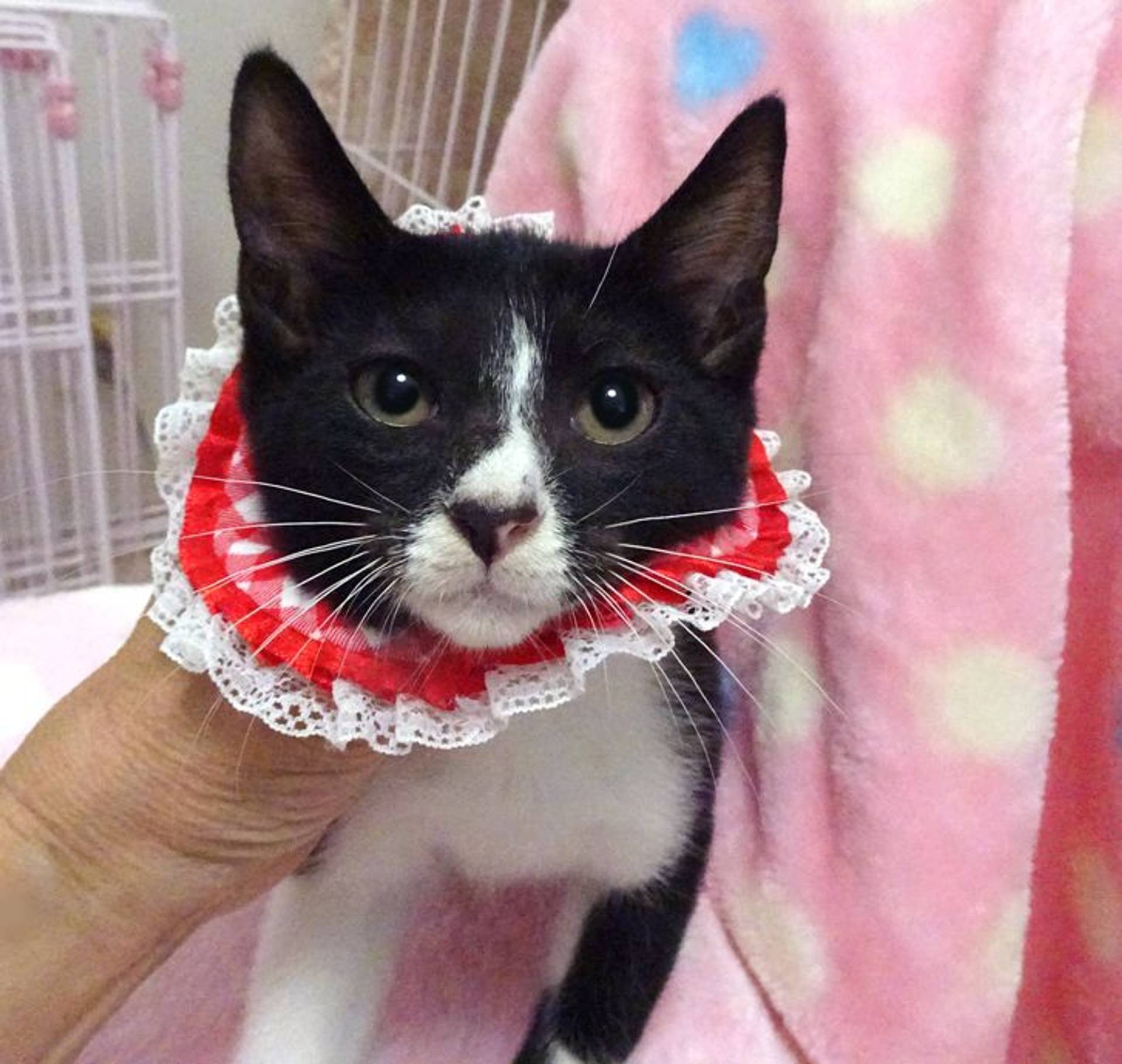 雑種（ミックス猫）・メスの里親募集の写真