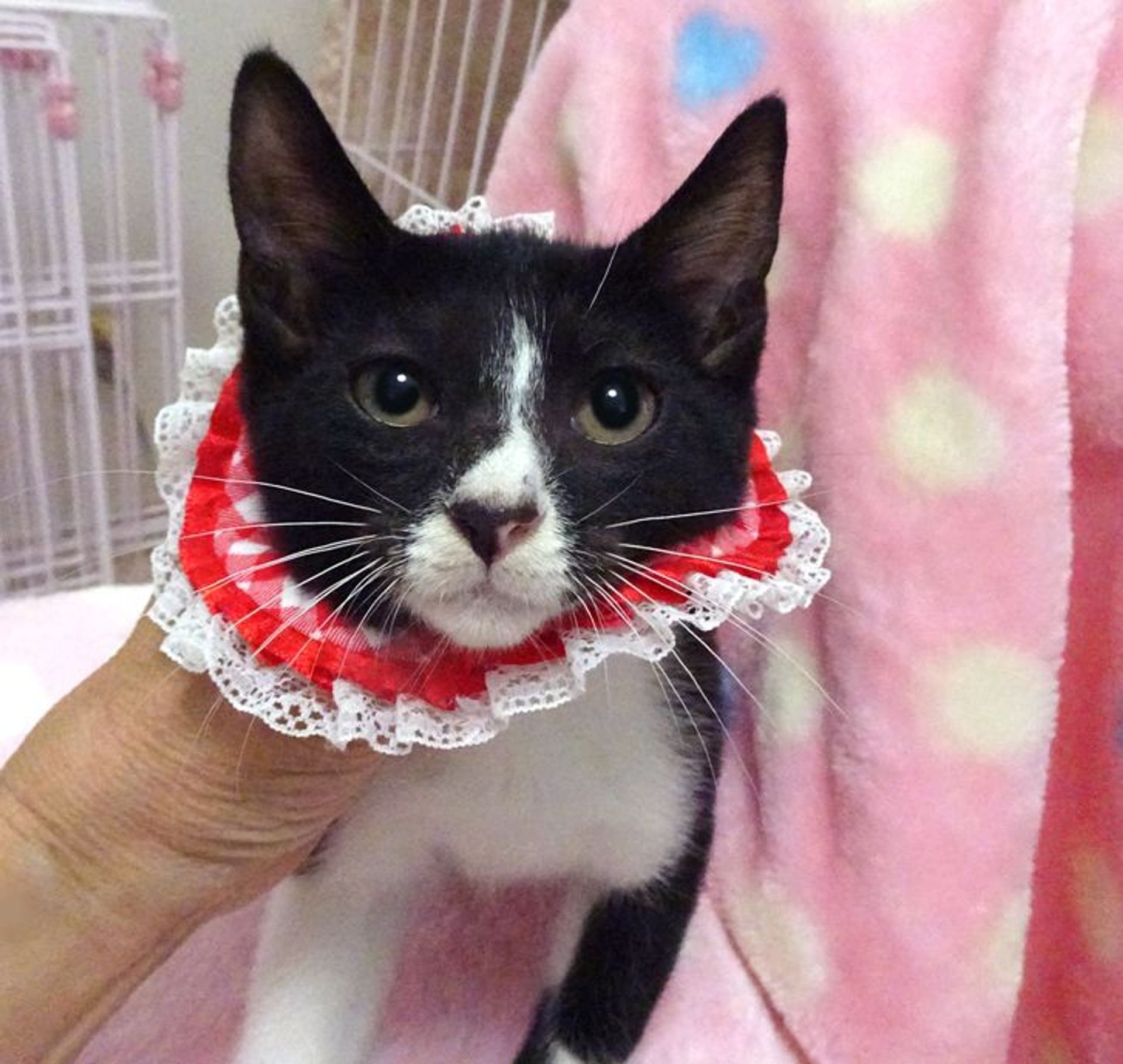 雑種（ミックス猫）・メスの里親募集の写真