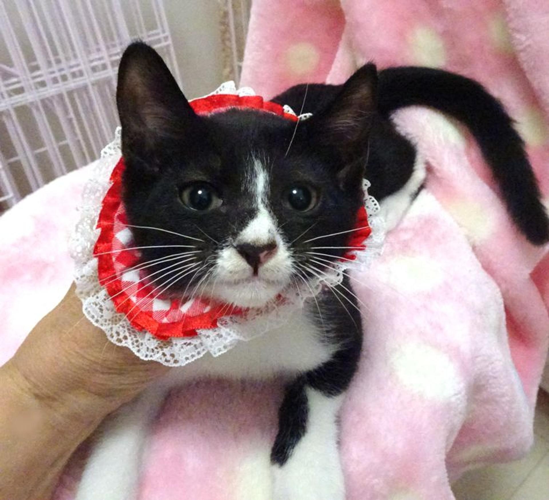 pet-image-4