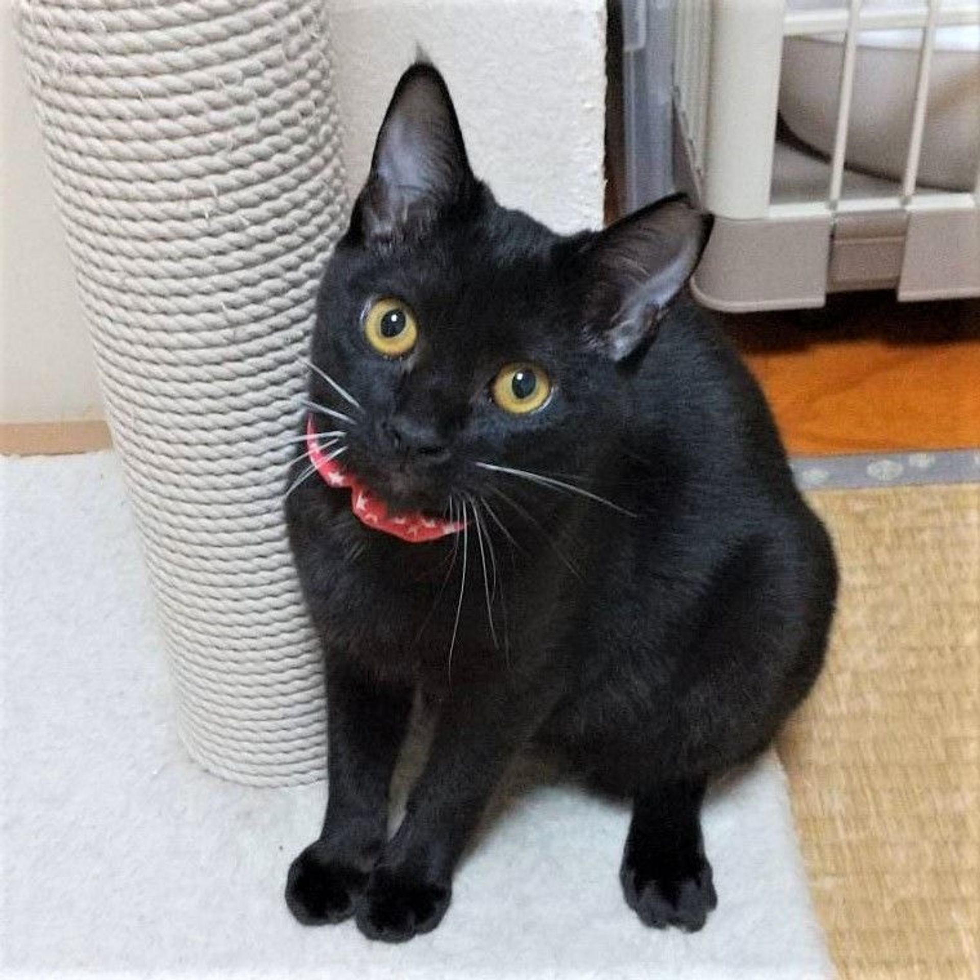 雑種（ミックス猫）・メスの里親募集の写真