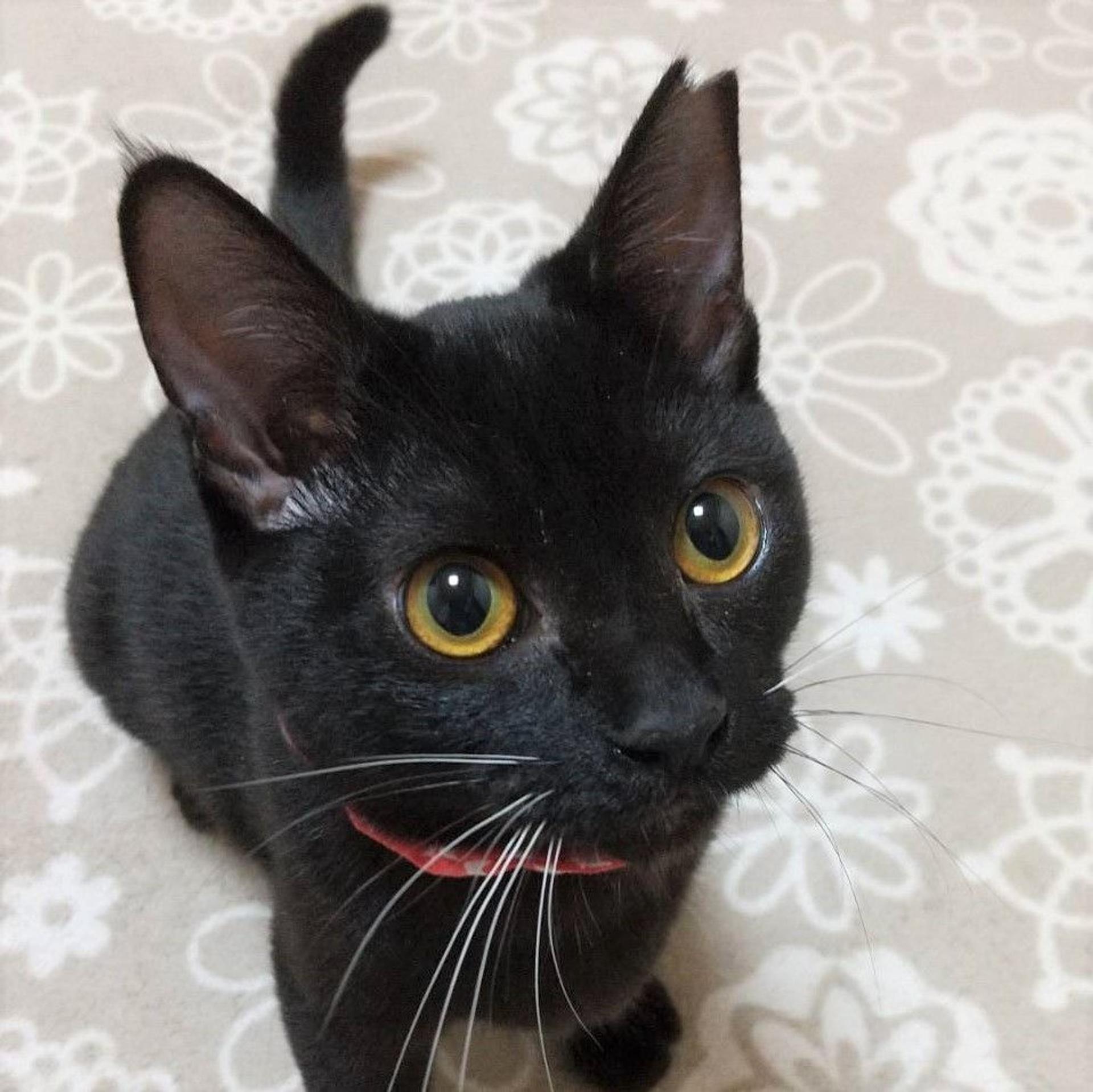 pet-image-3