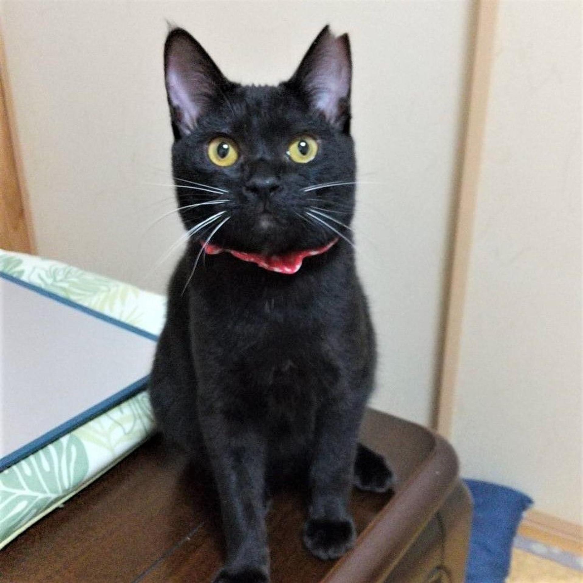 pet-image-5