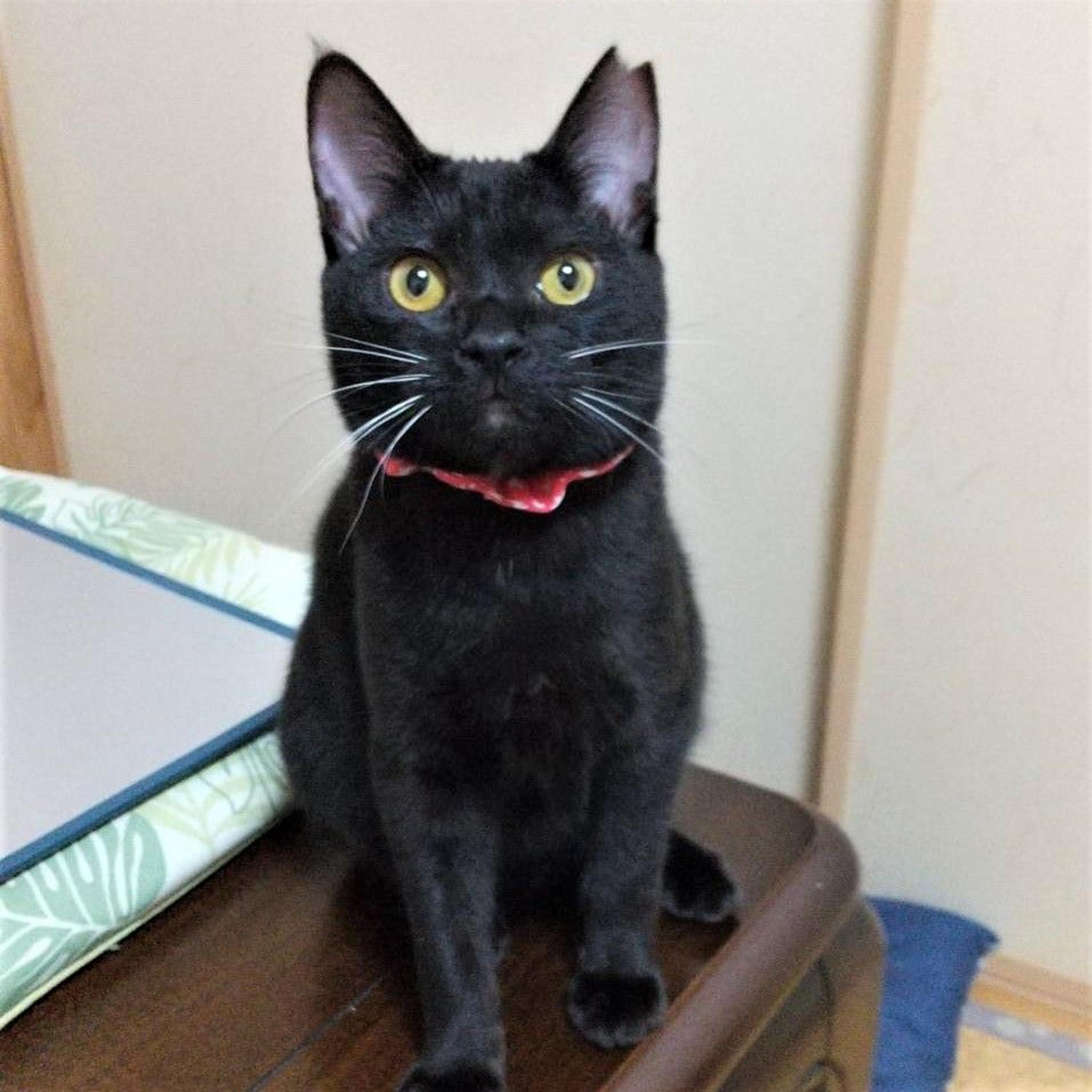 pet-image-5