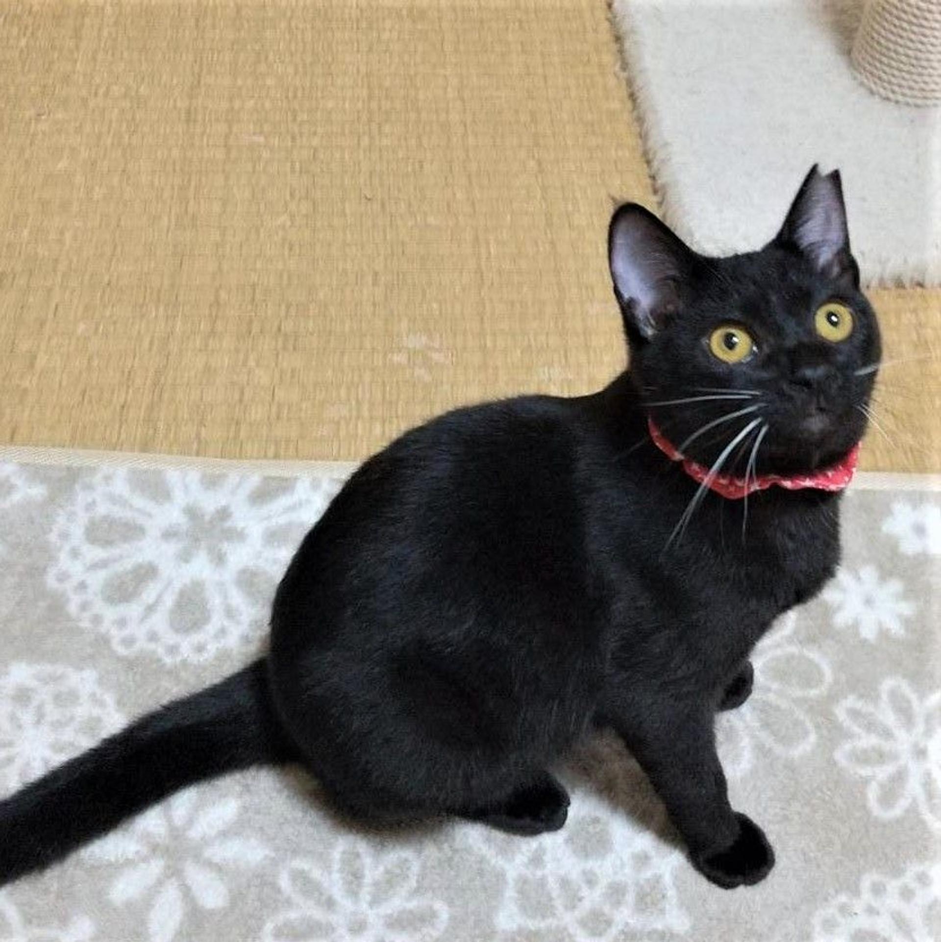 pet-image-6