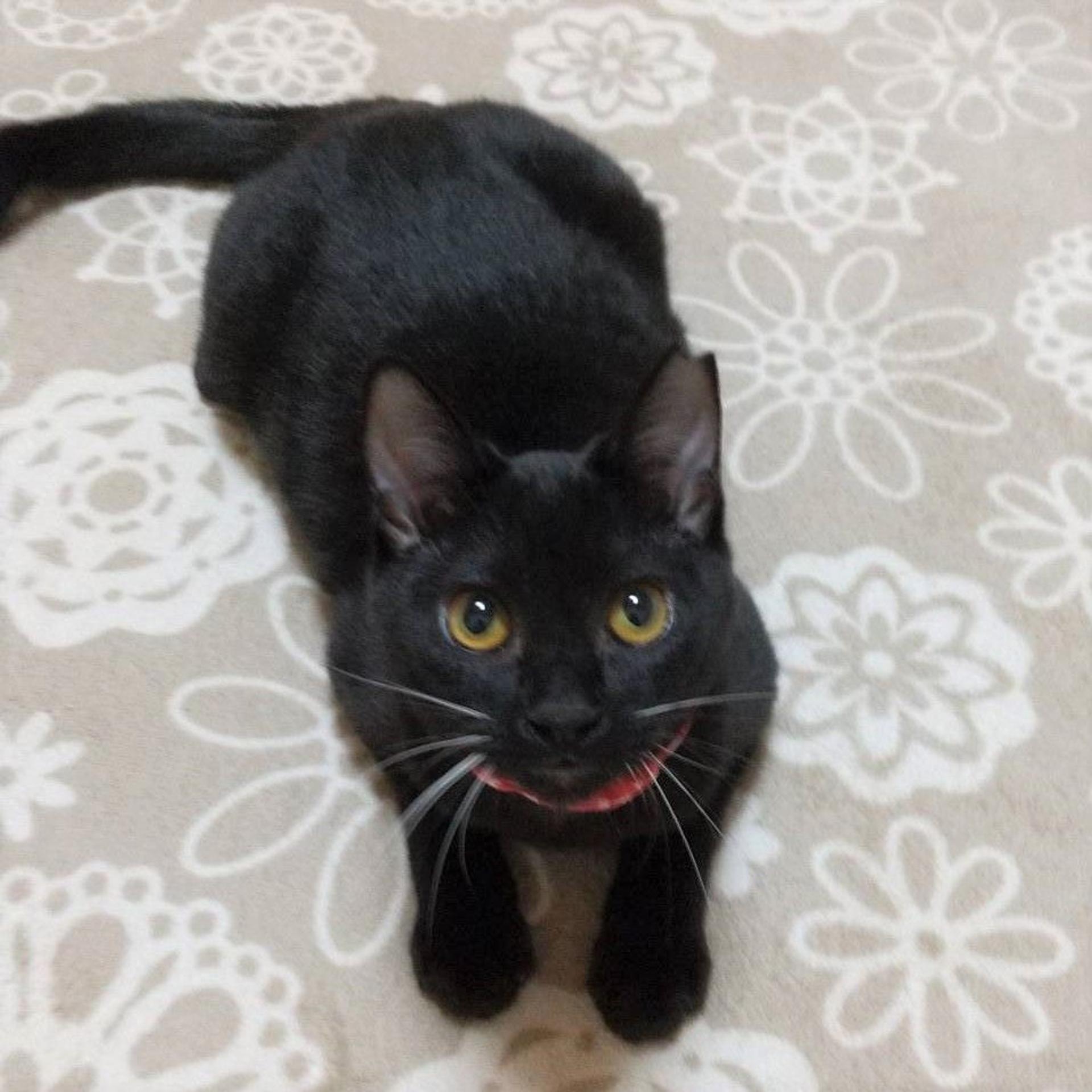 pet-image-9