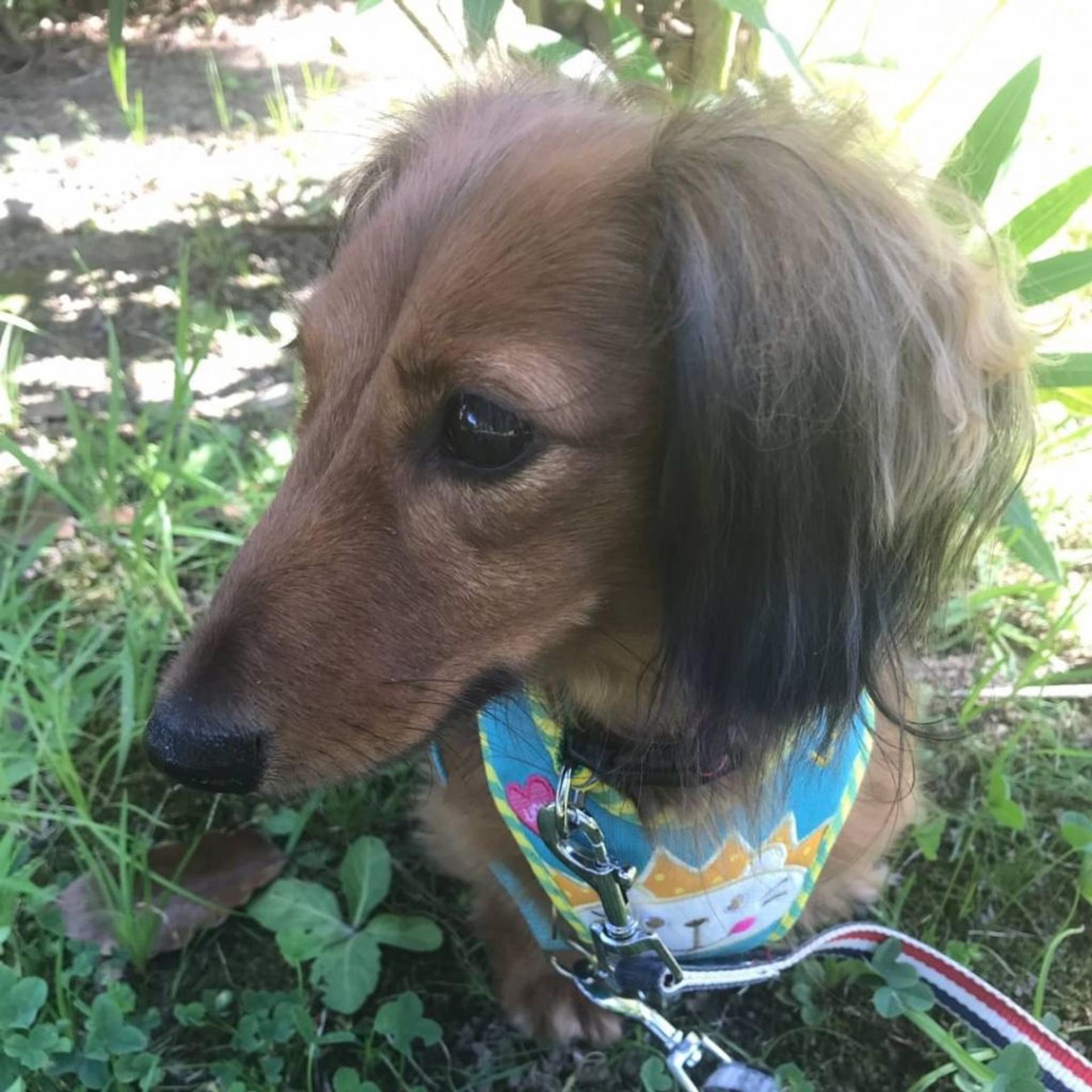 pet-image-4