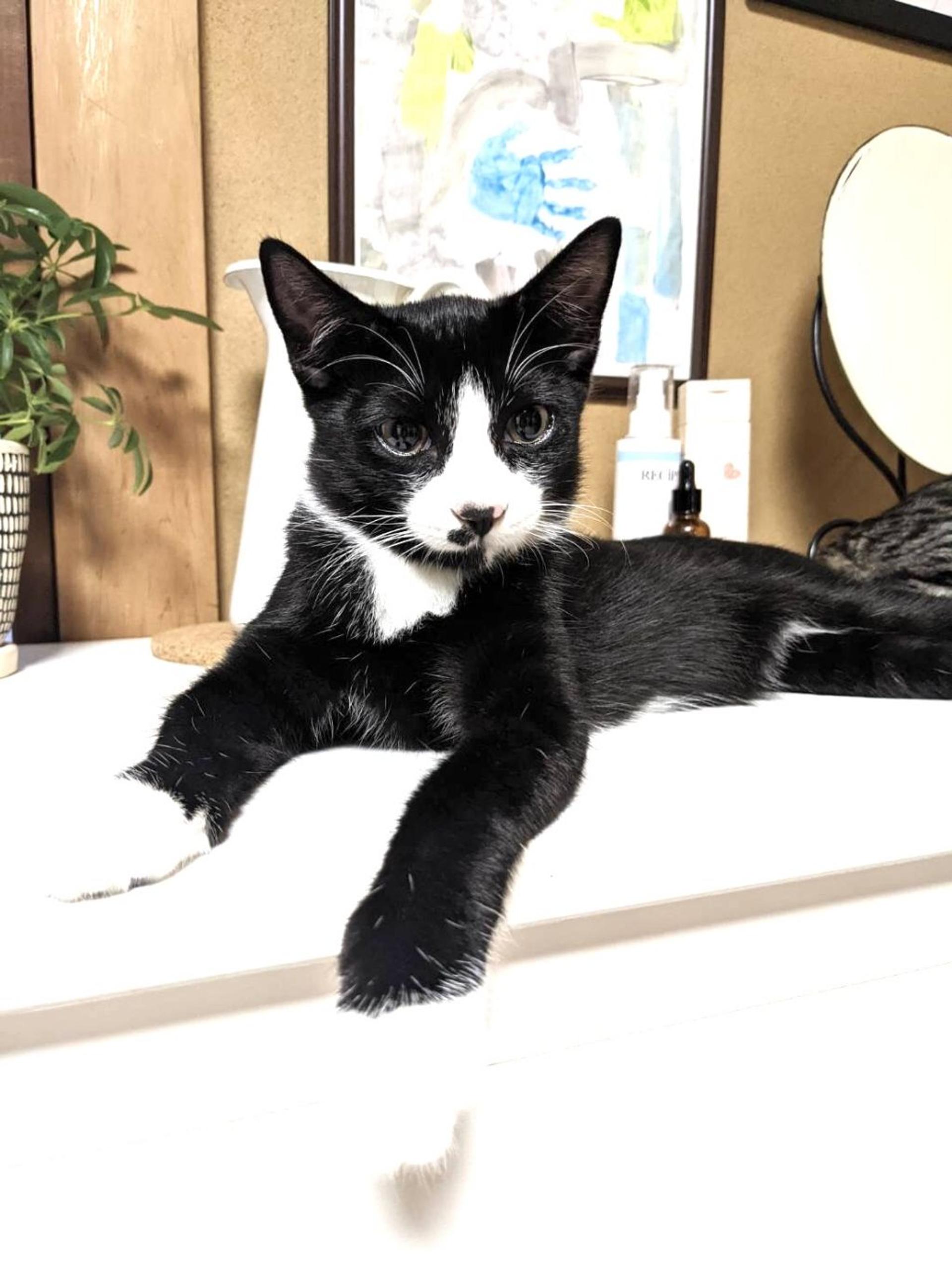 pet-image-2