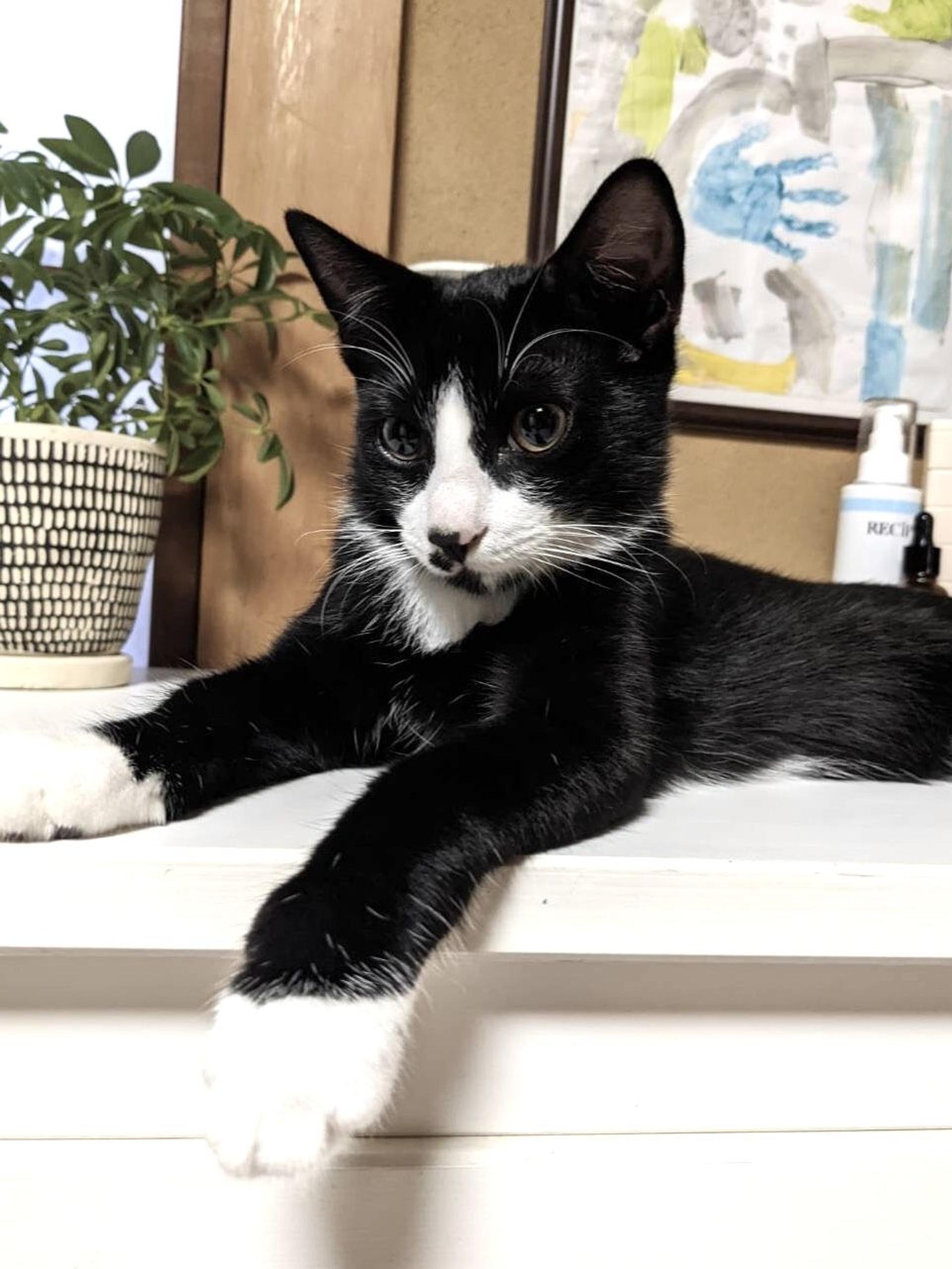 pet-image-3
