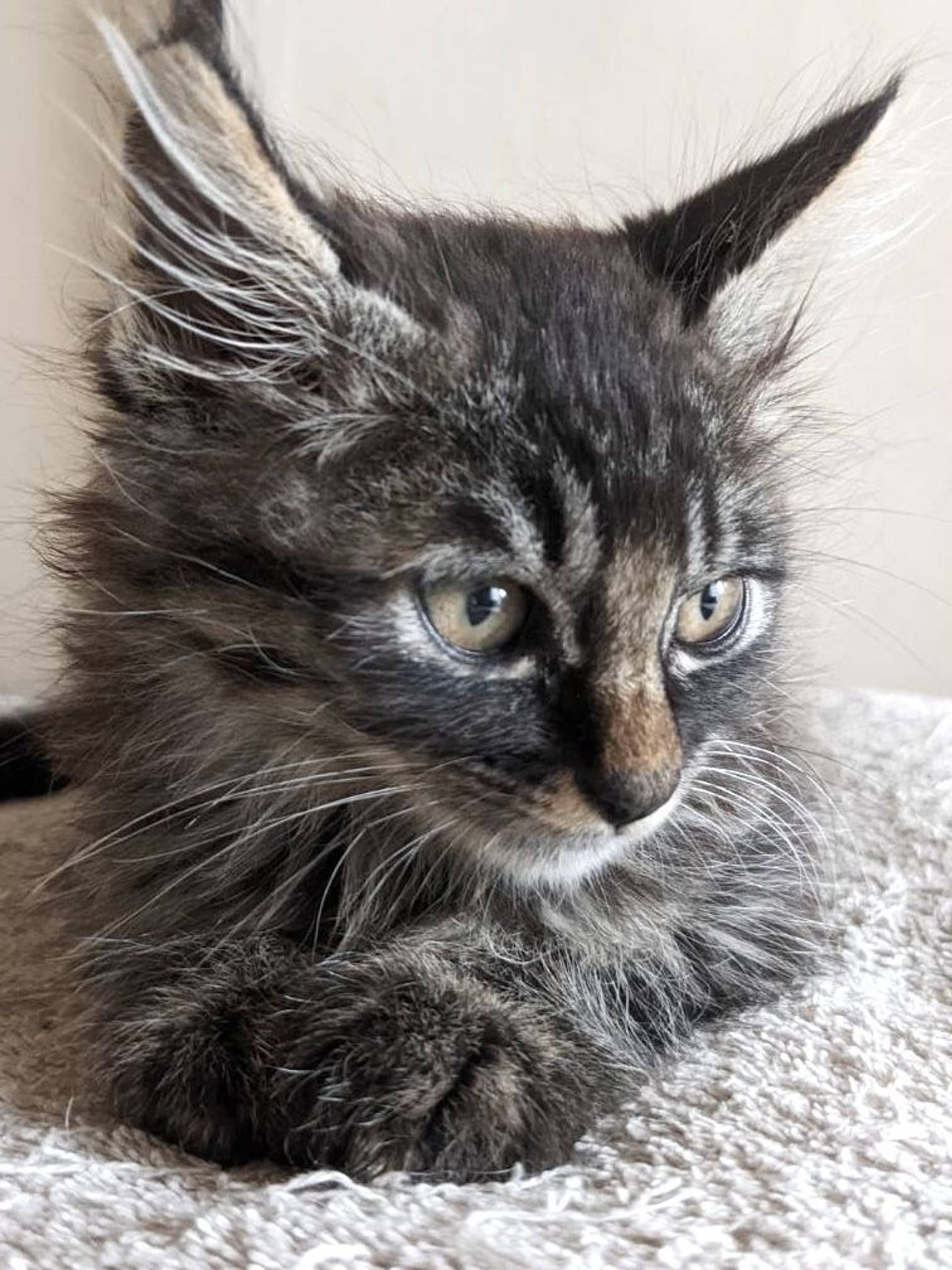 雑種（ミックス猫）・オスの里親募集の写真
