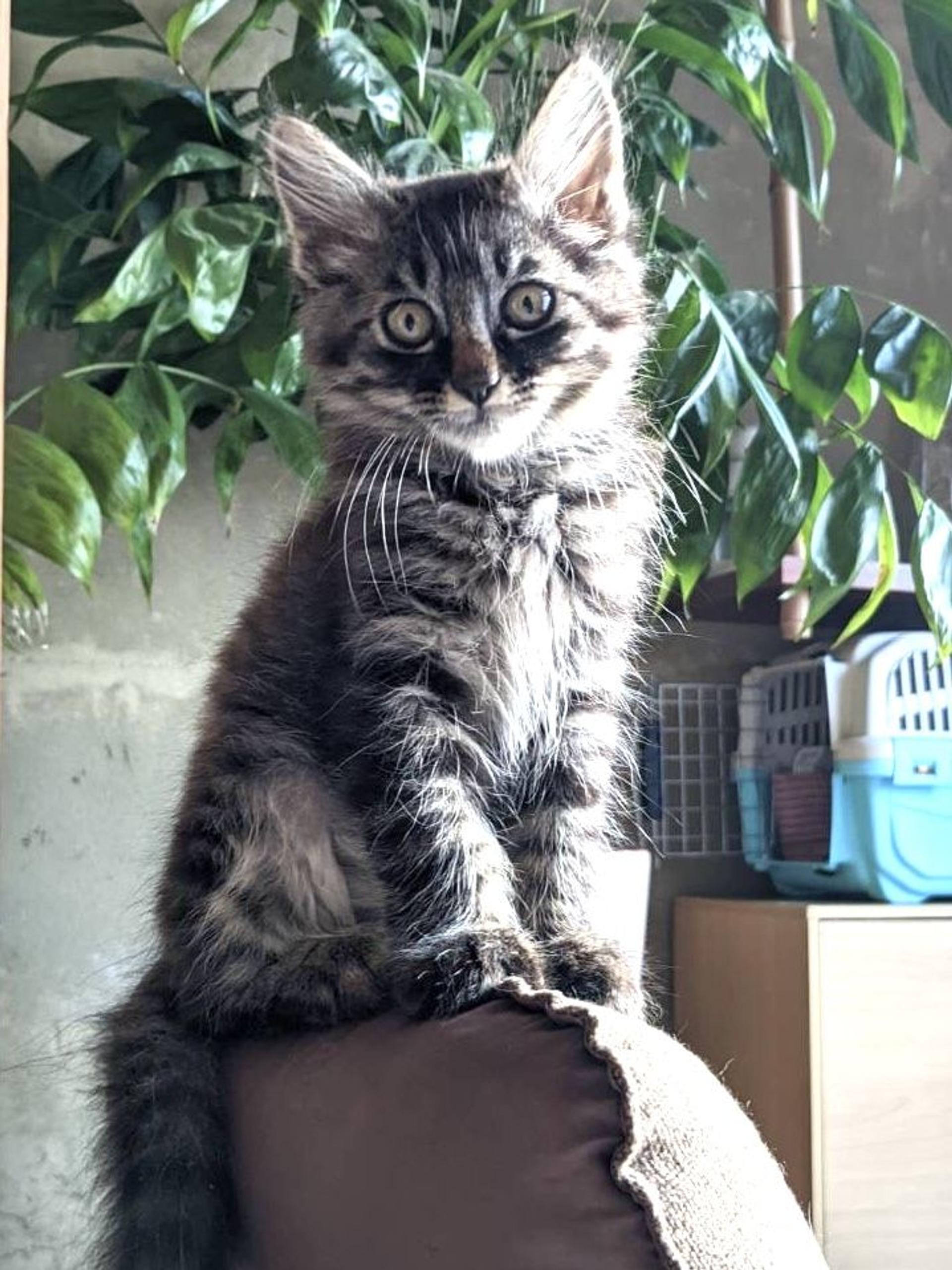 pet-image-3