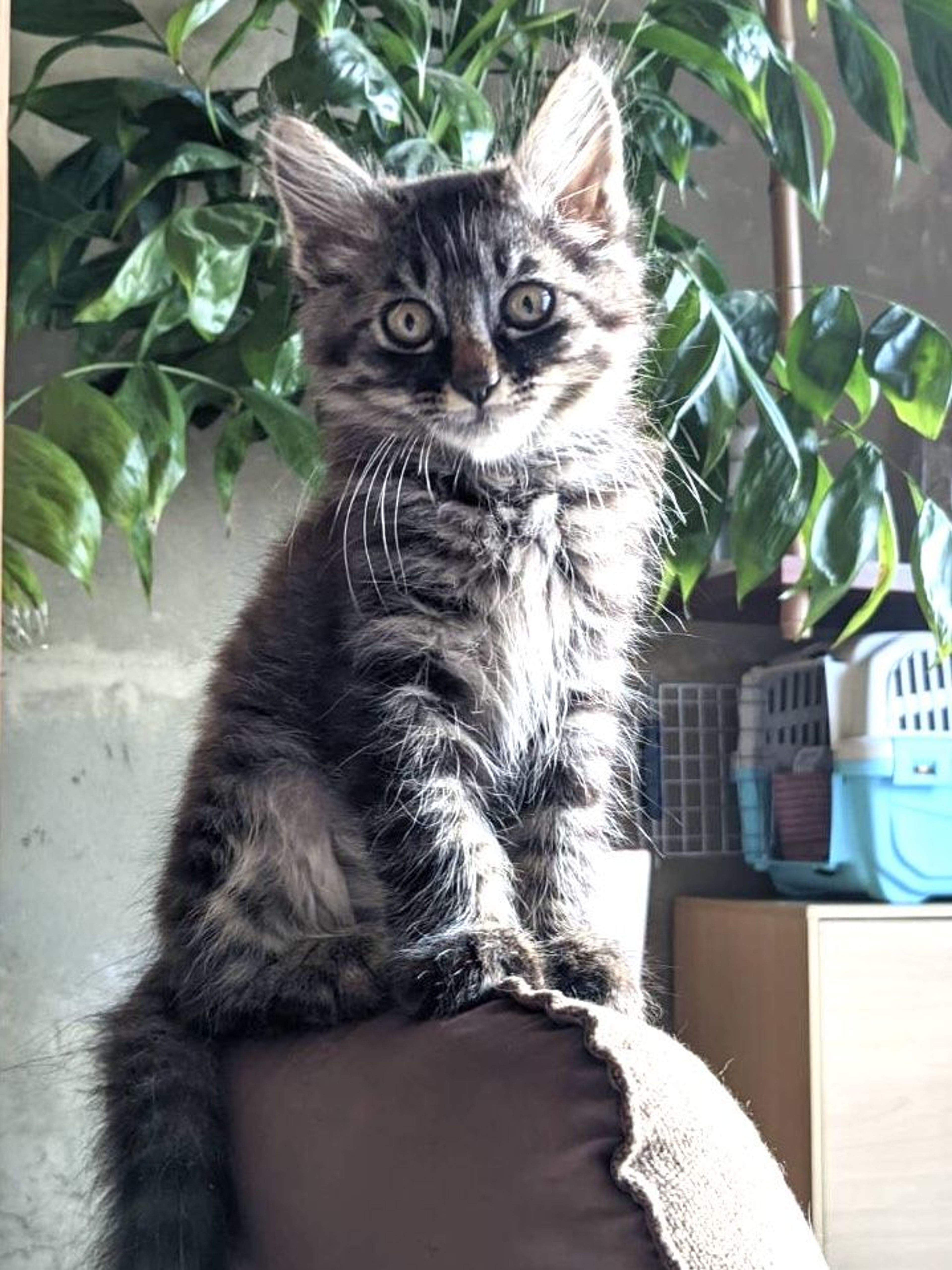 pet-image-3