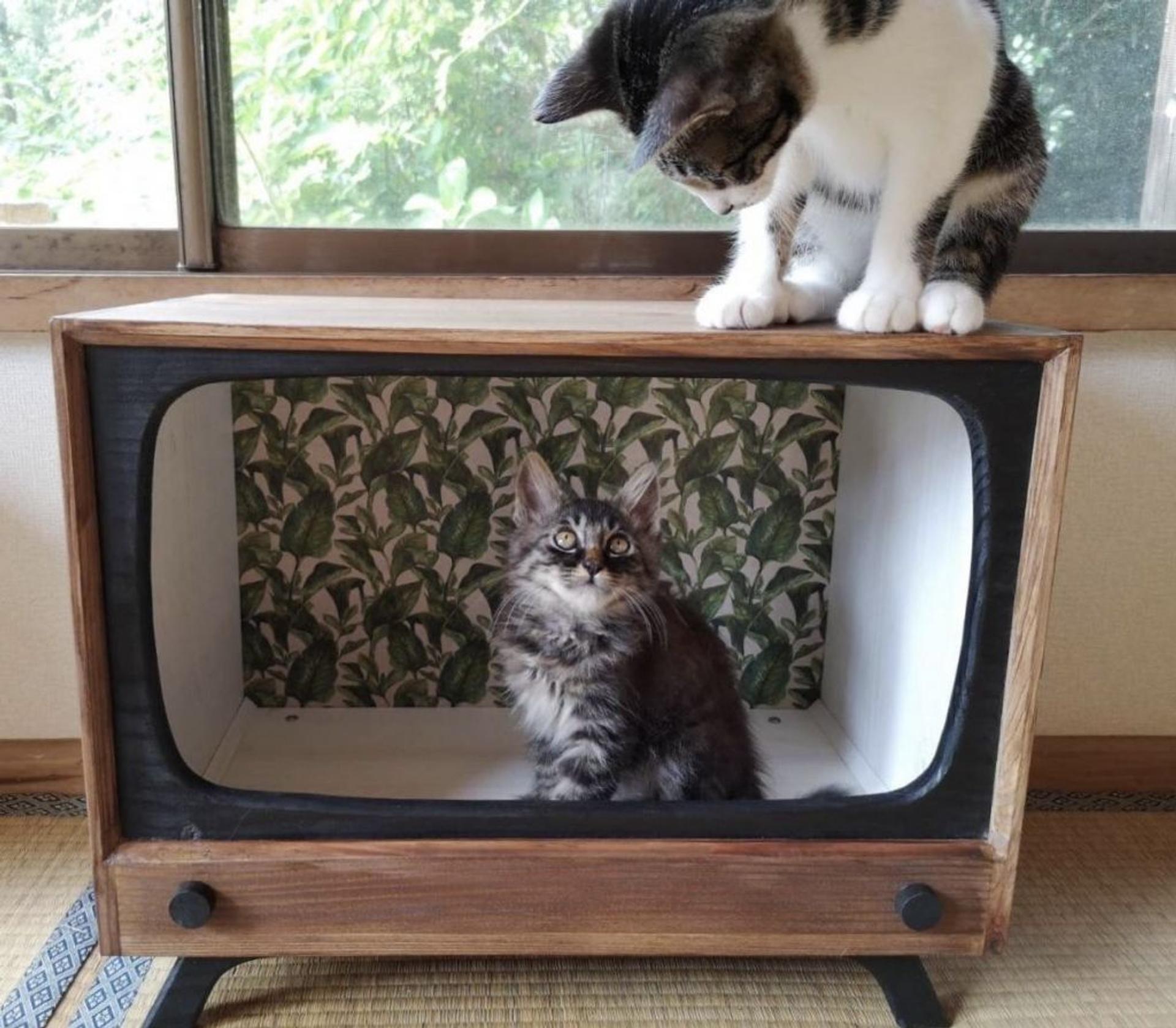 pet-image-5