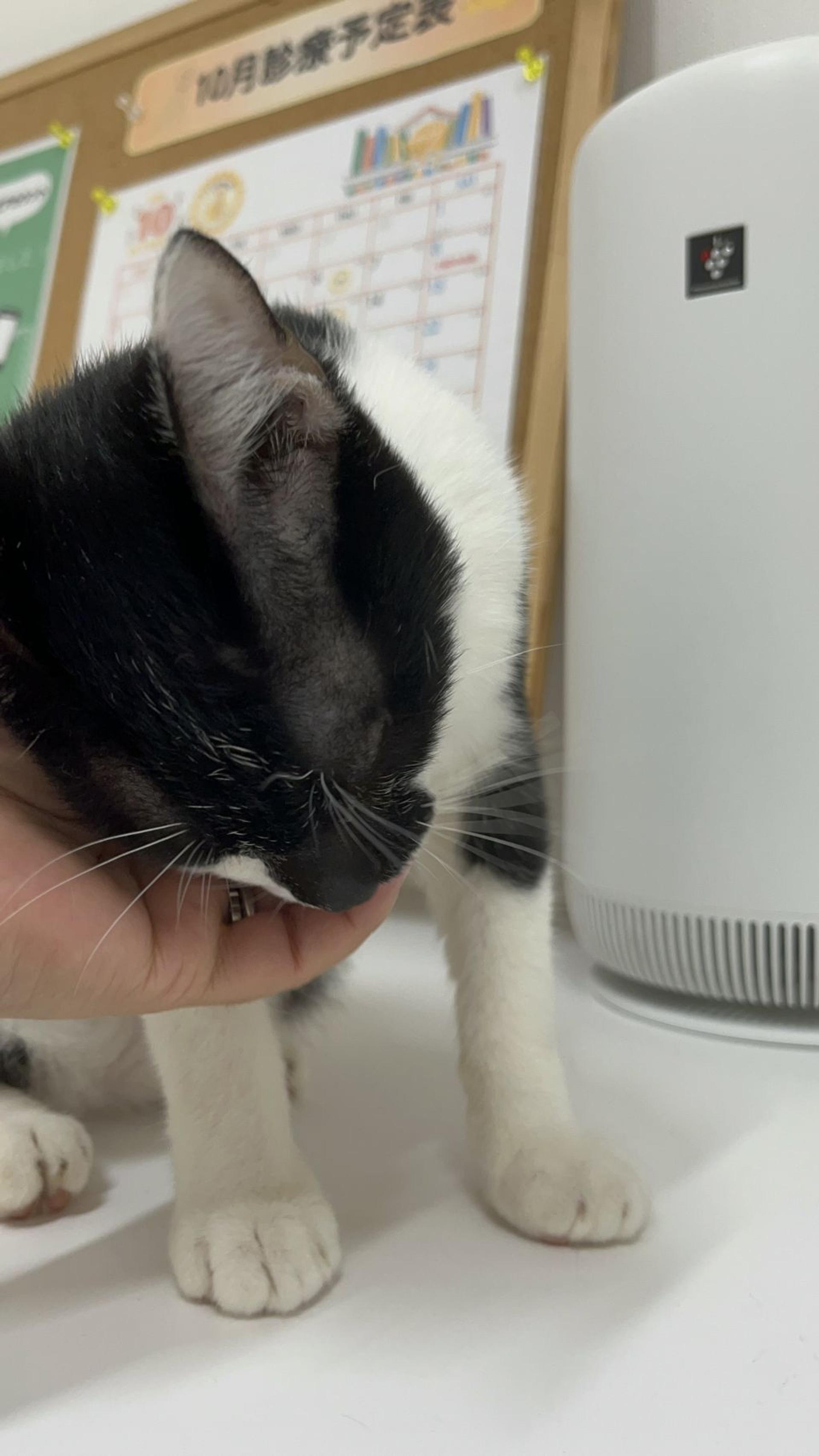 pet-image-3