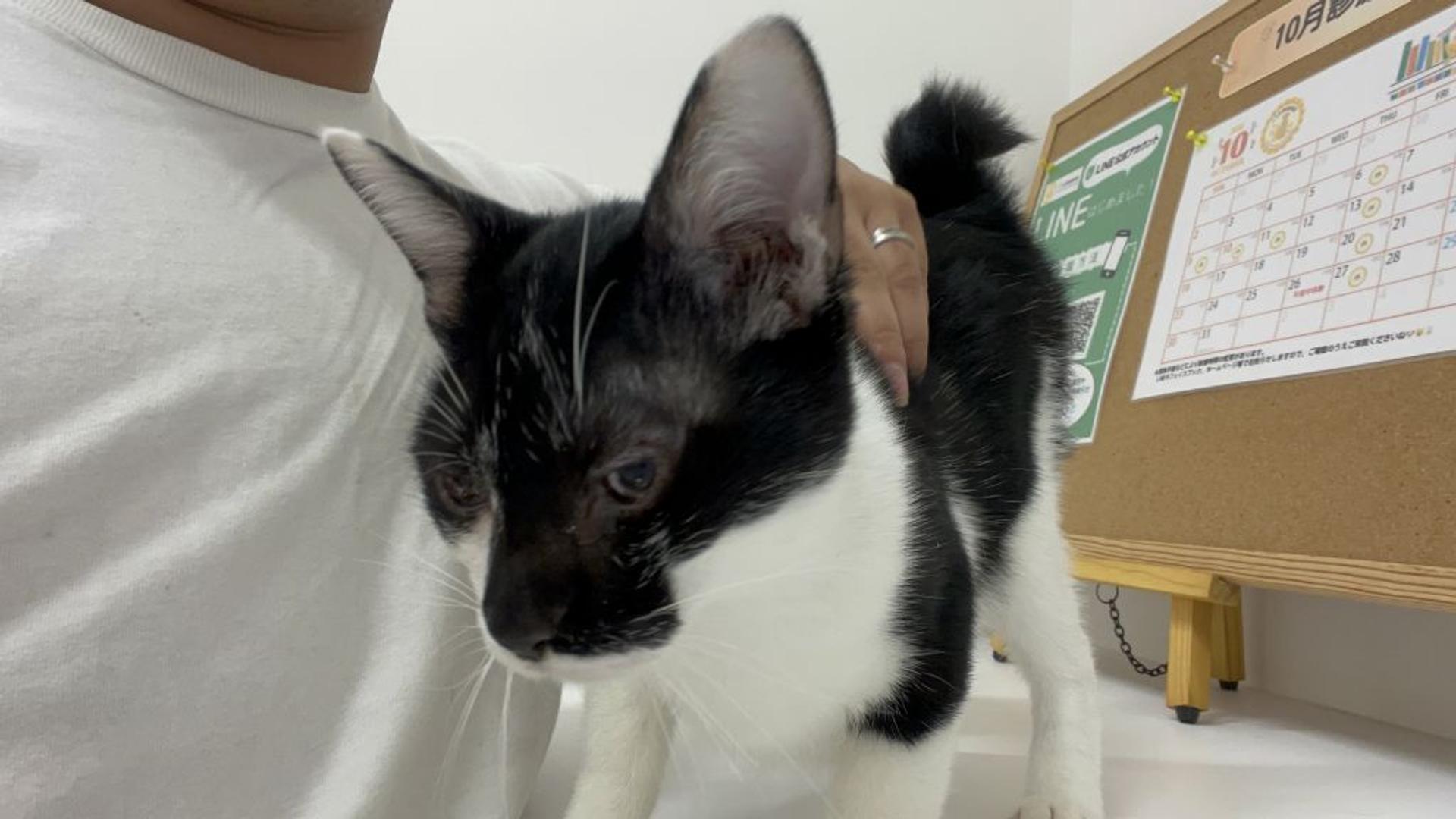 pet-image-4