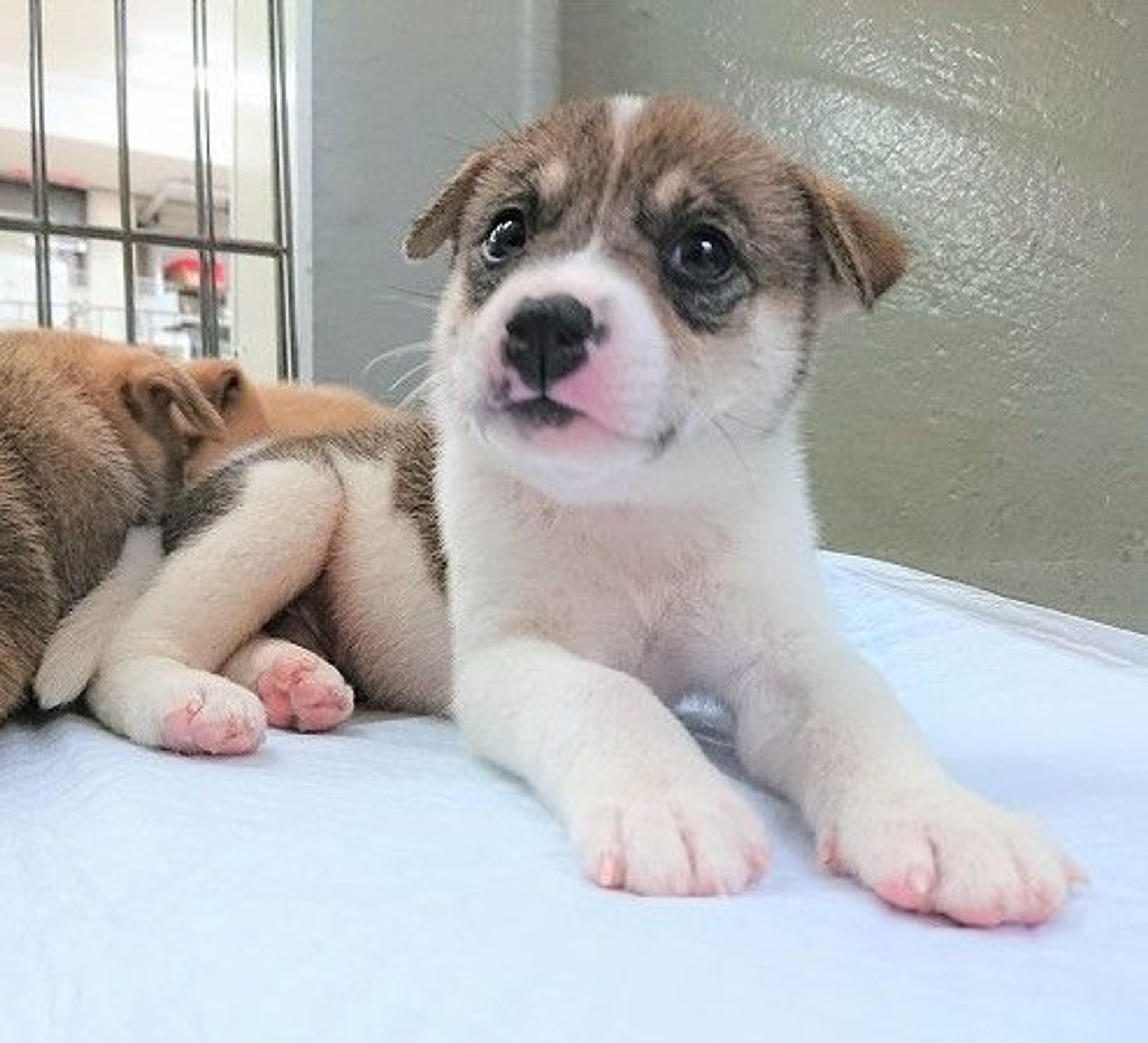 雑種（ミックス犬）・オスの里親募集の写真