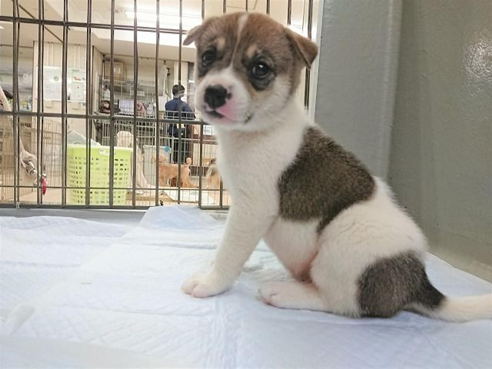 pet-image-3