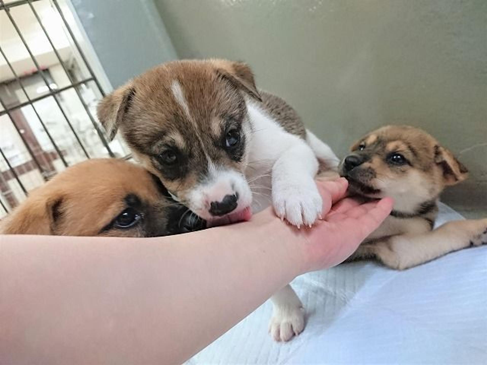 pet-image-6