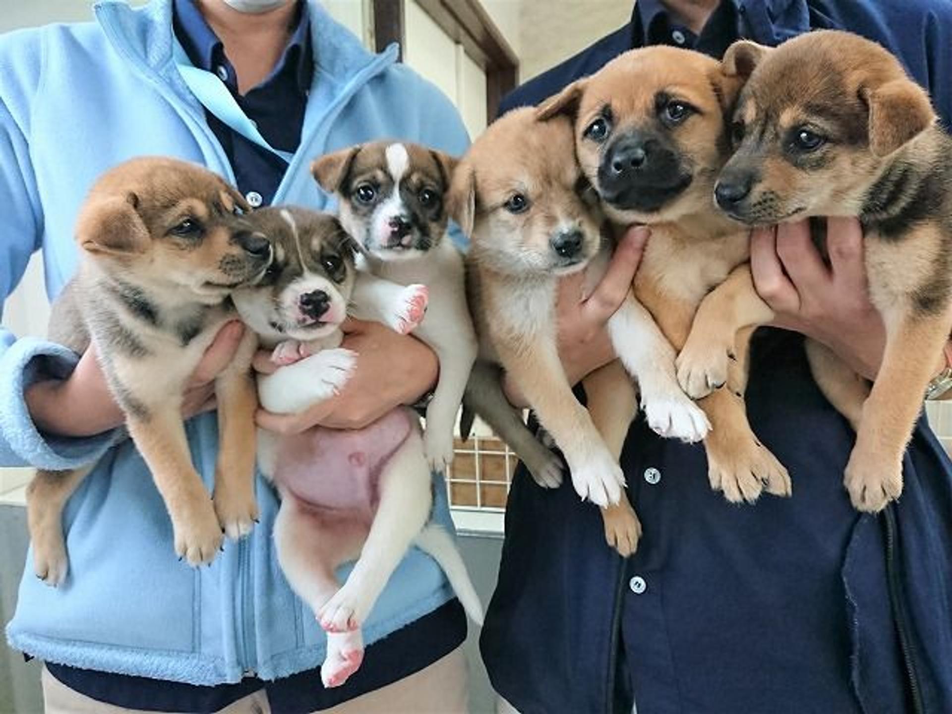 pet-image-8
