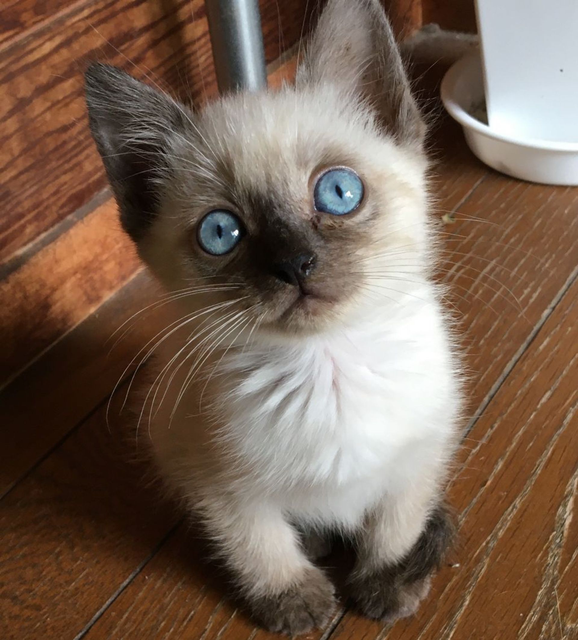 雑種（ミックス猫）・オスの里親募集の写真