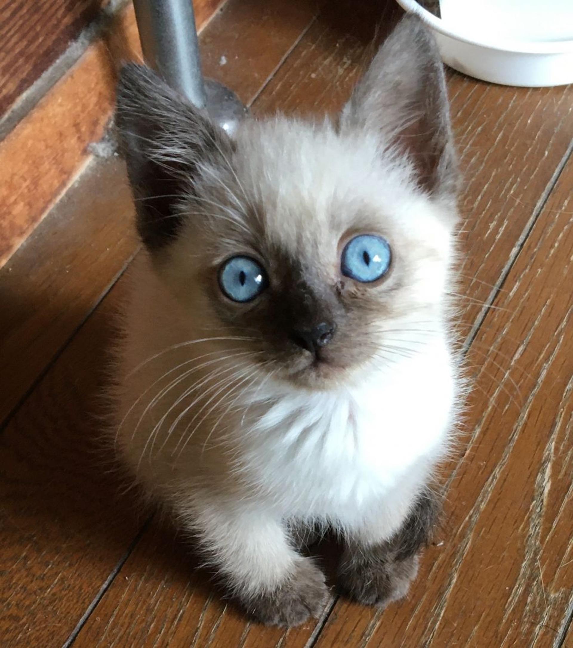 pet-image-4