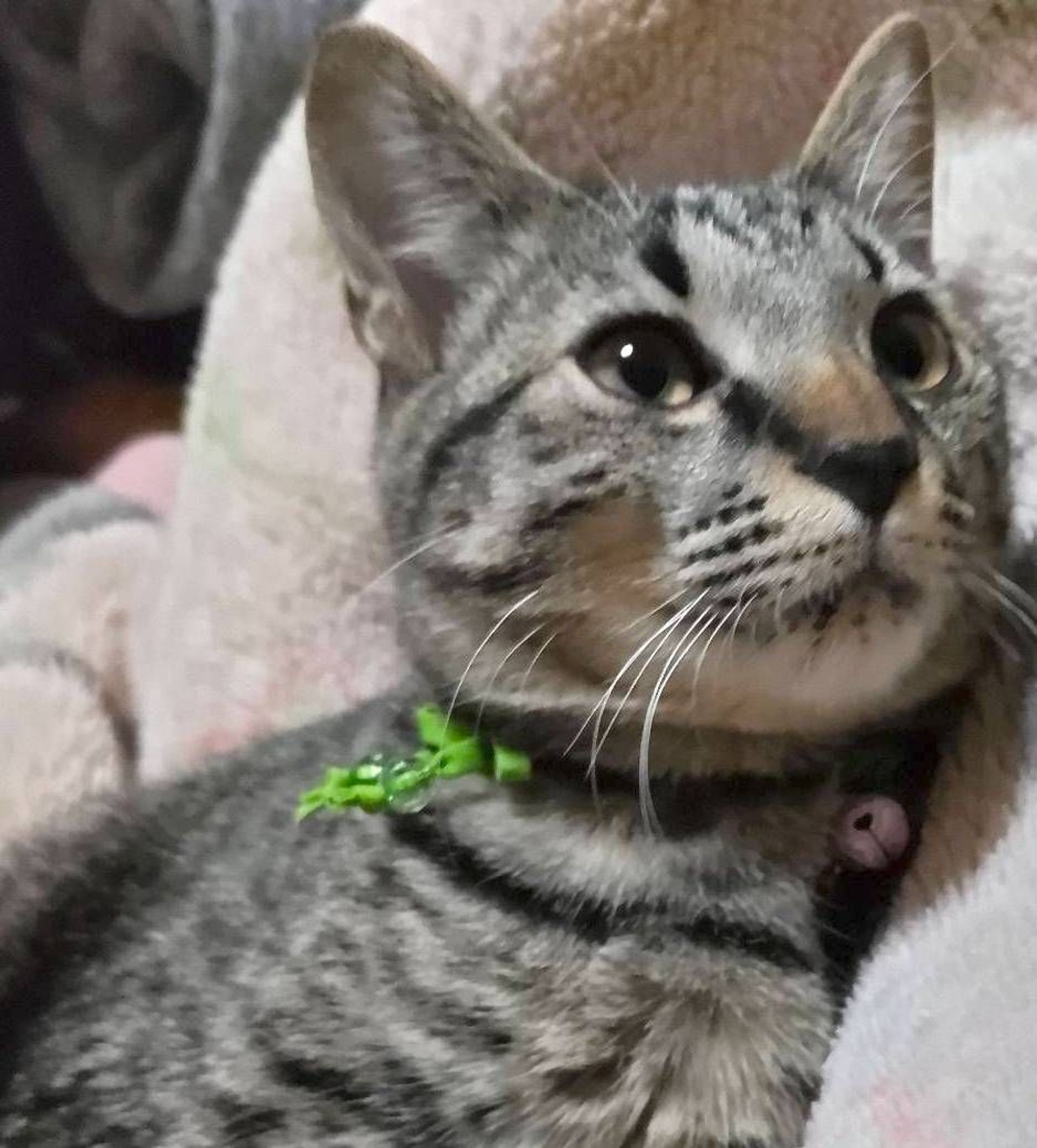 雑種（ミックス猫）・オスの里親募集の写真