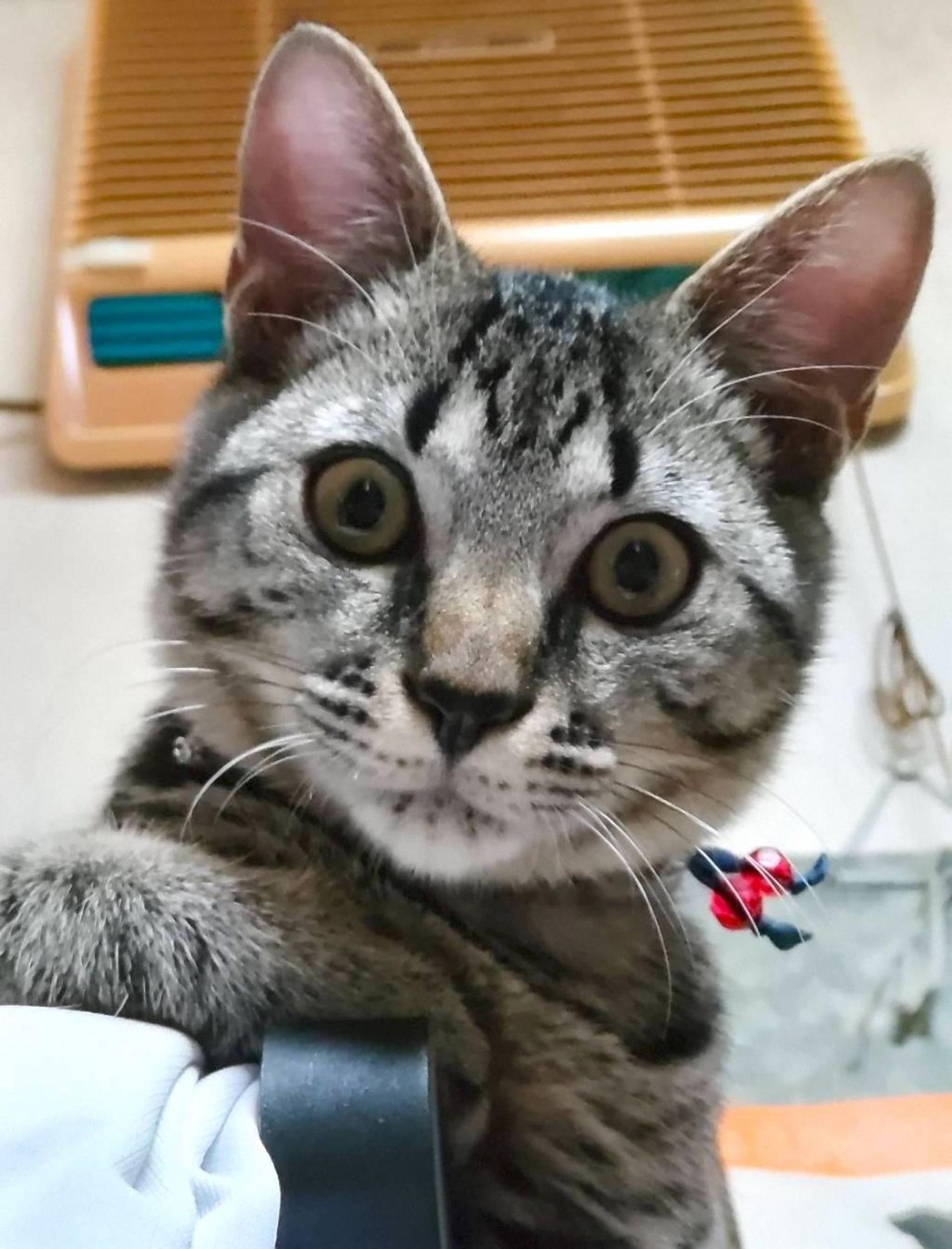 pet-image-3