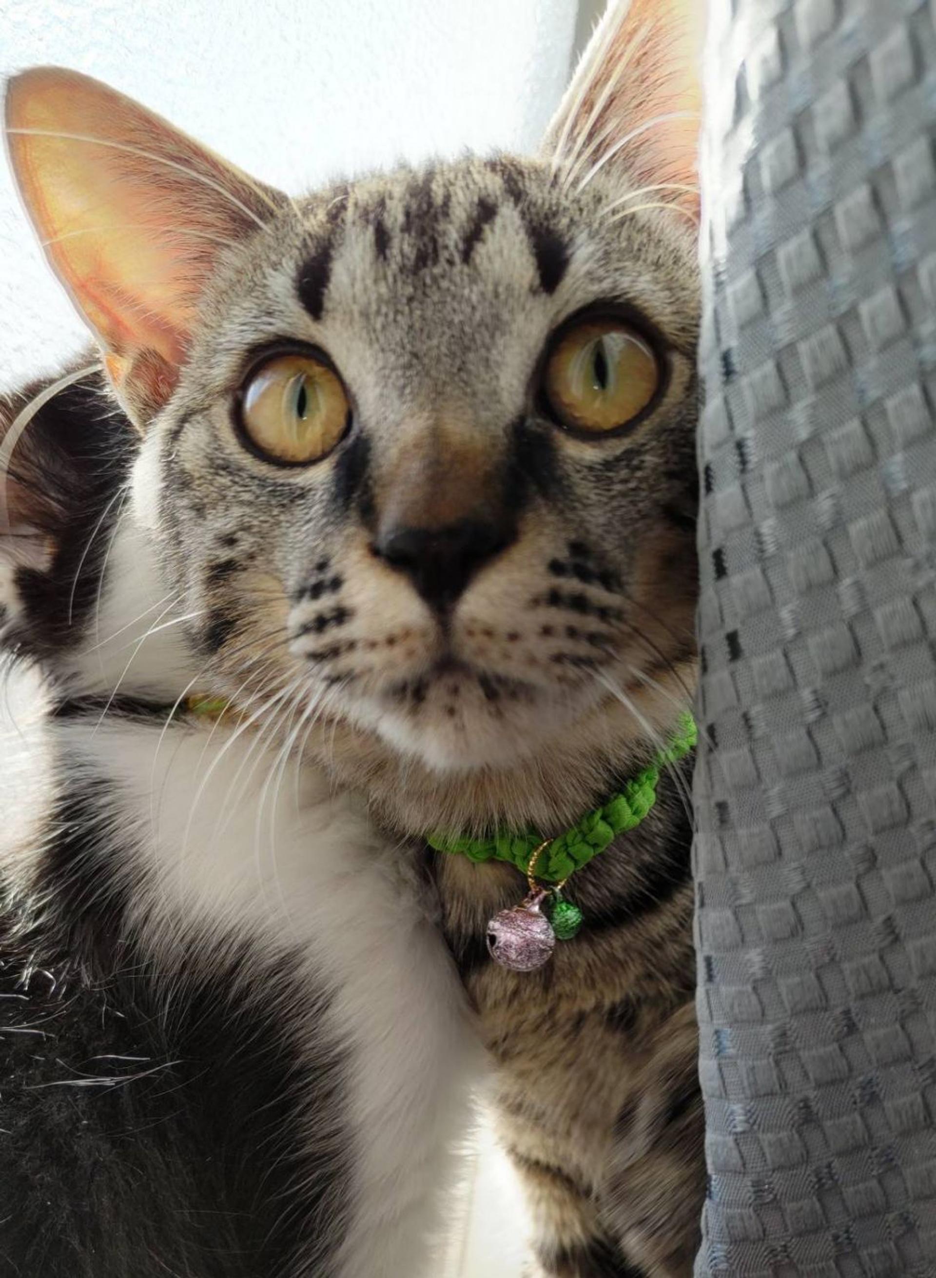 pet-image-4