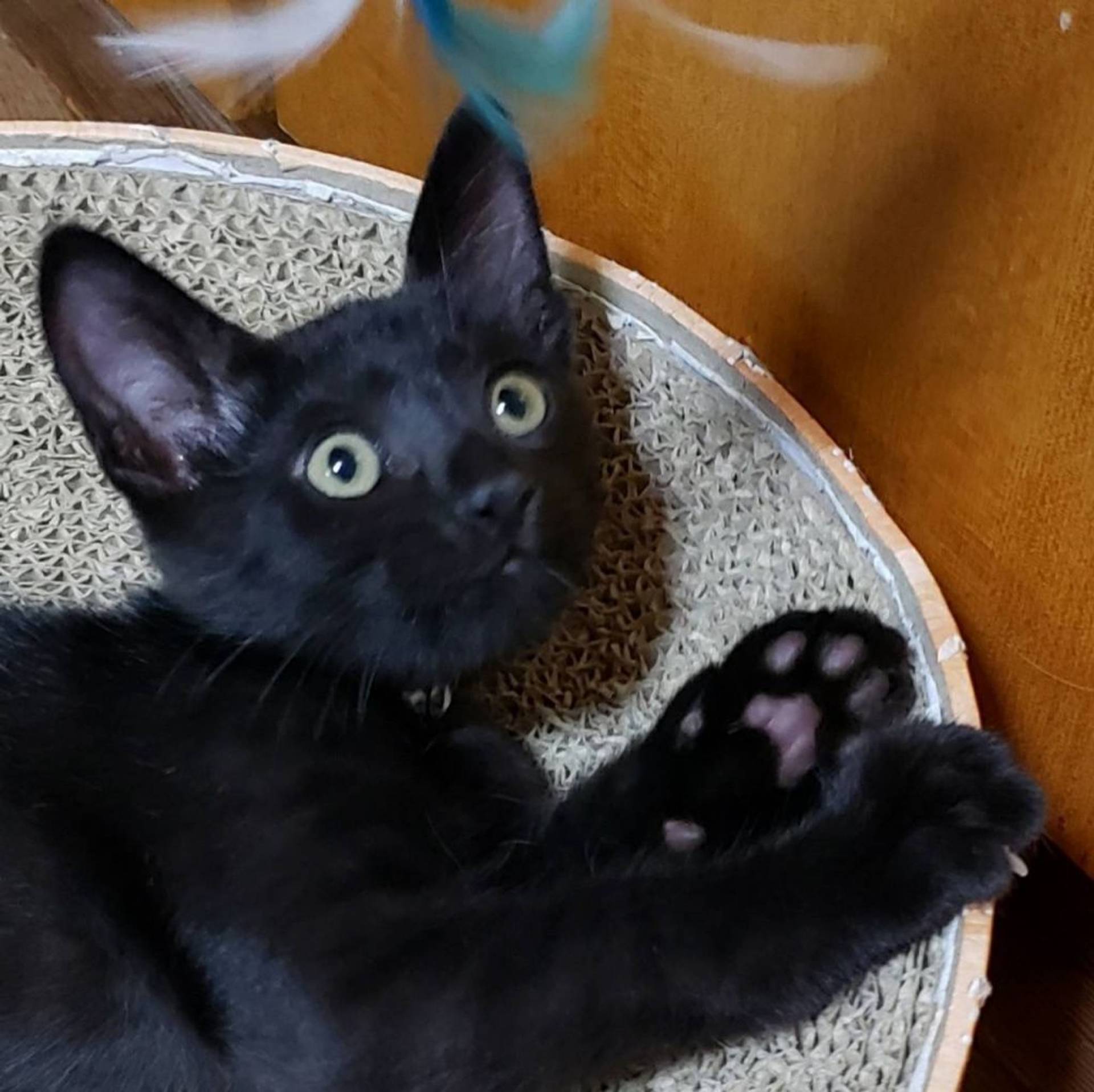 雑種（ミックス猫）・オスの里親募集の写真